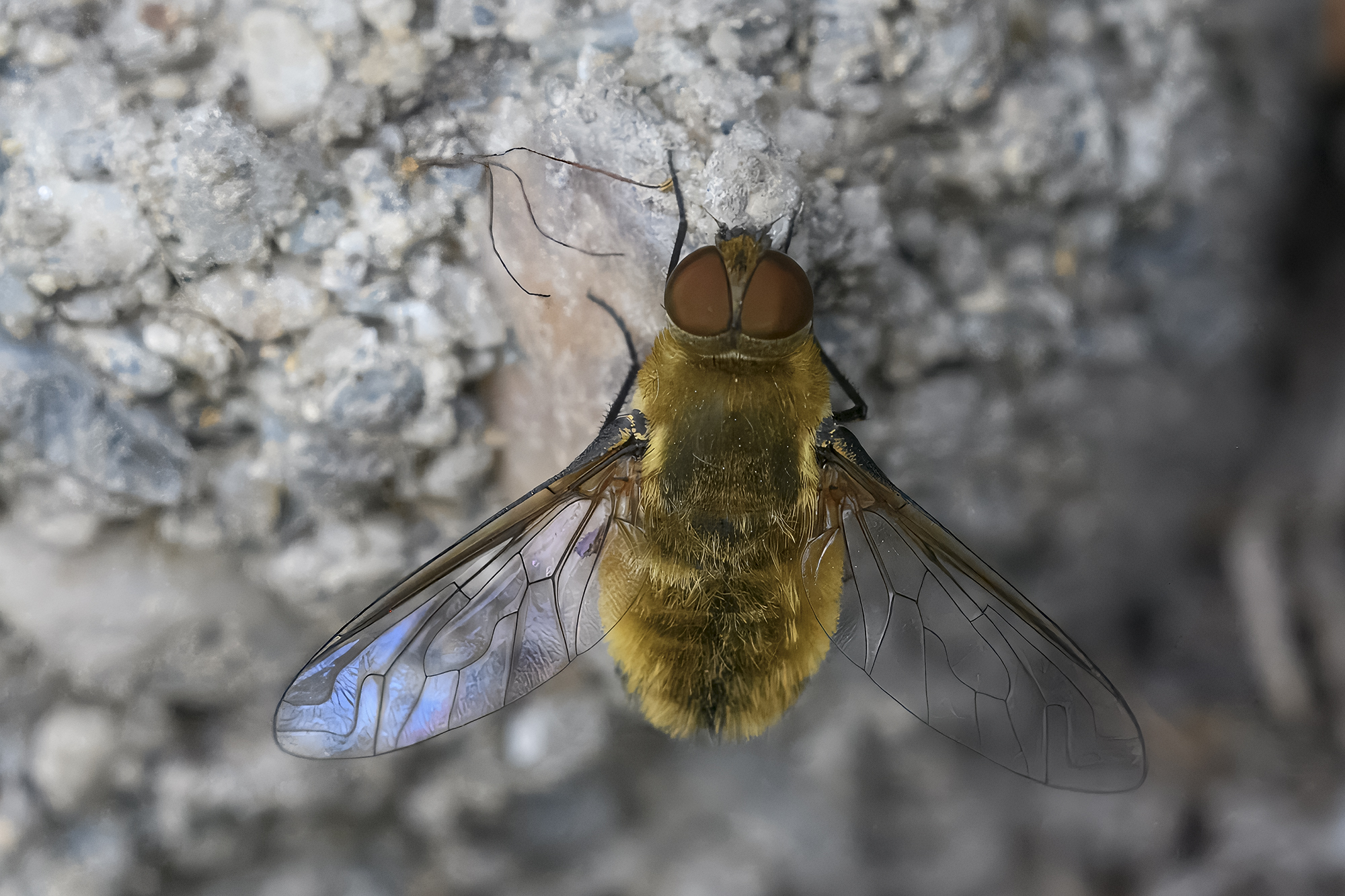 Systoechus ctenopterus