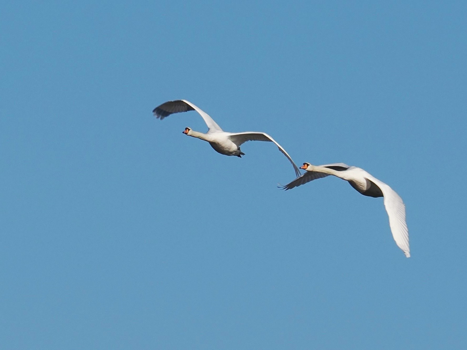 Cigno reale, volo in coppia
