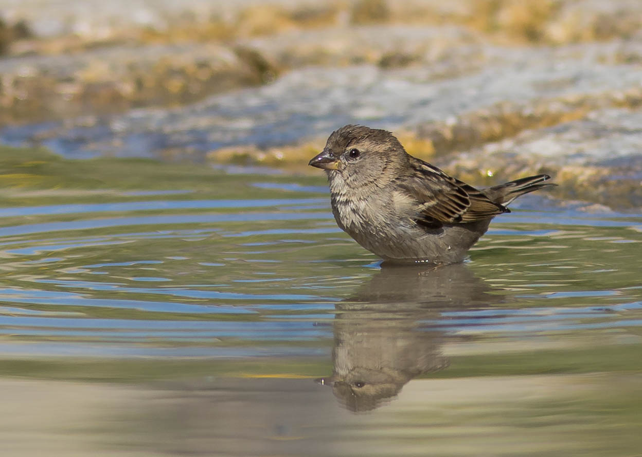 Passerotto al bagnetto