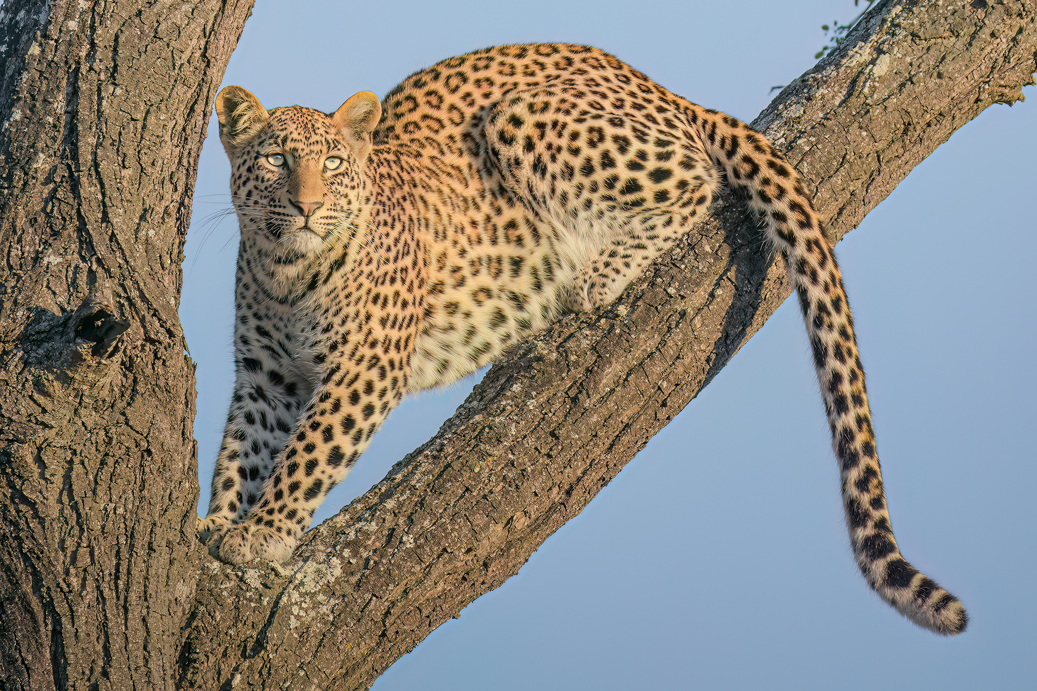 On Tree