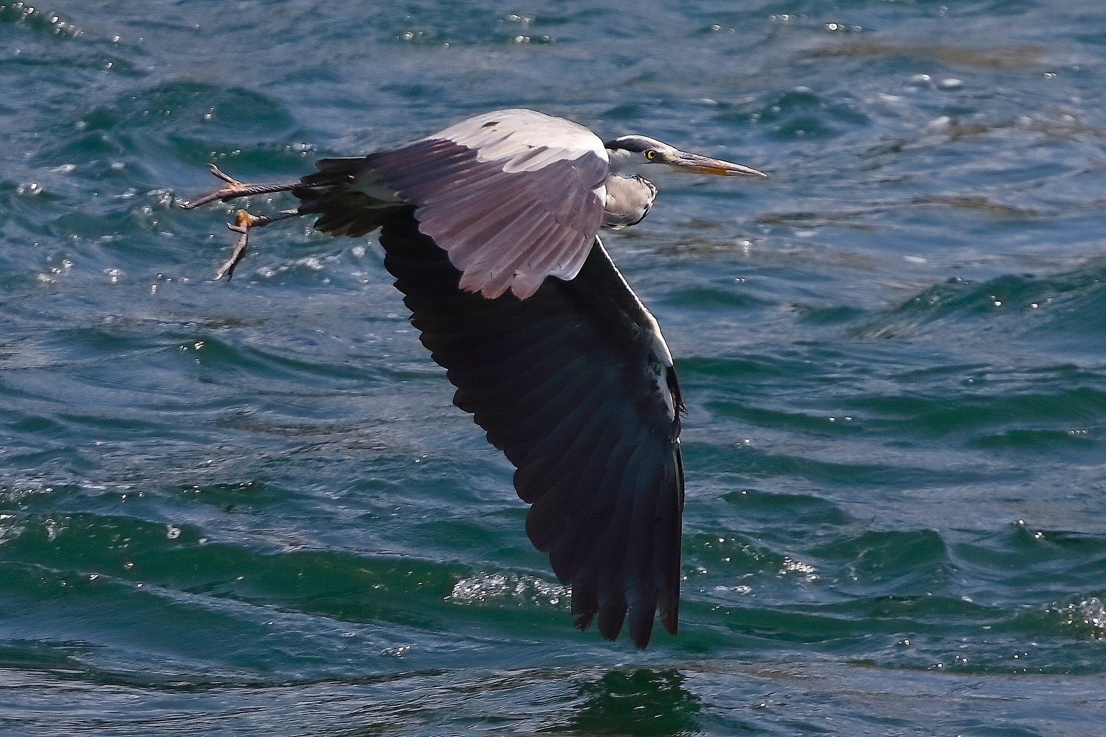 Cenerino 07 agosto 2025 - 0055