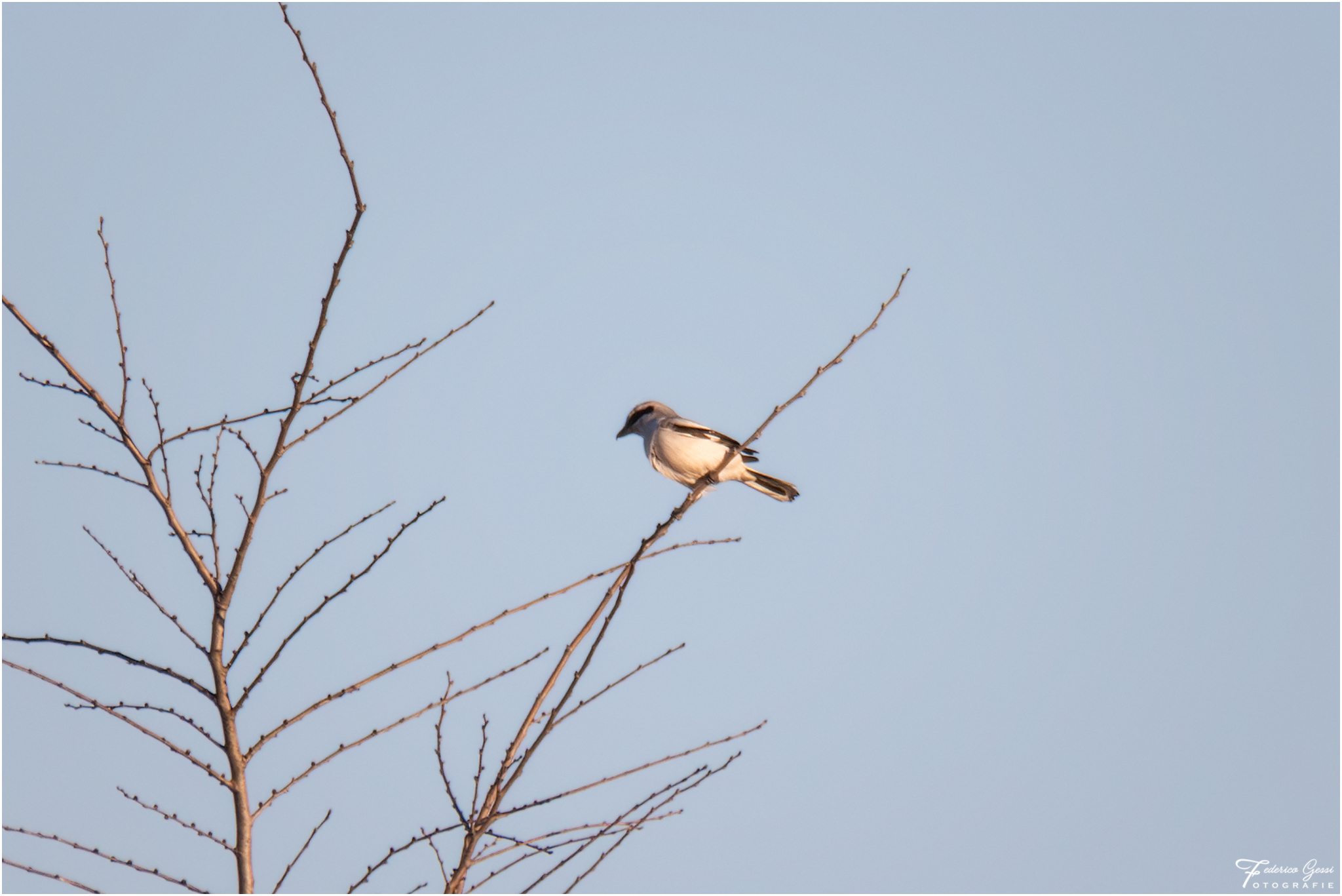 Greater Shrike