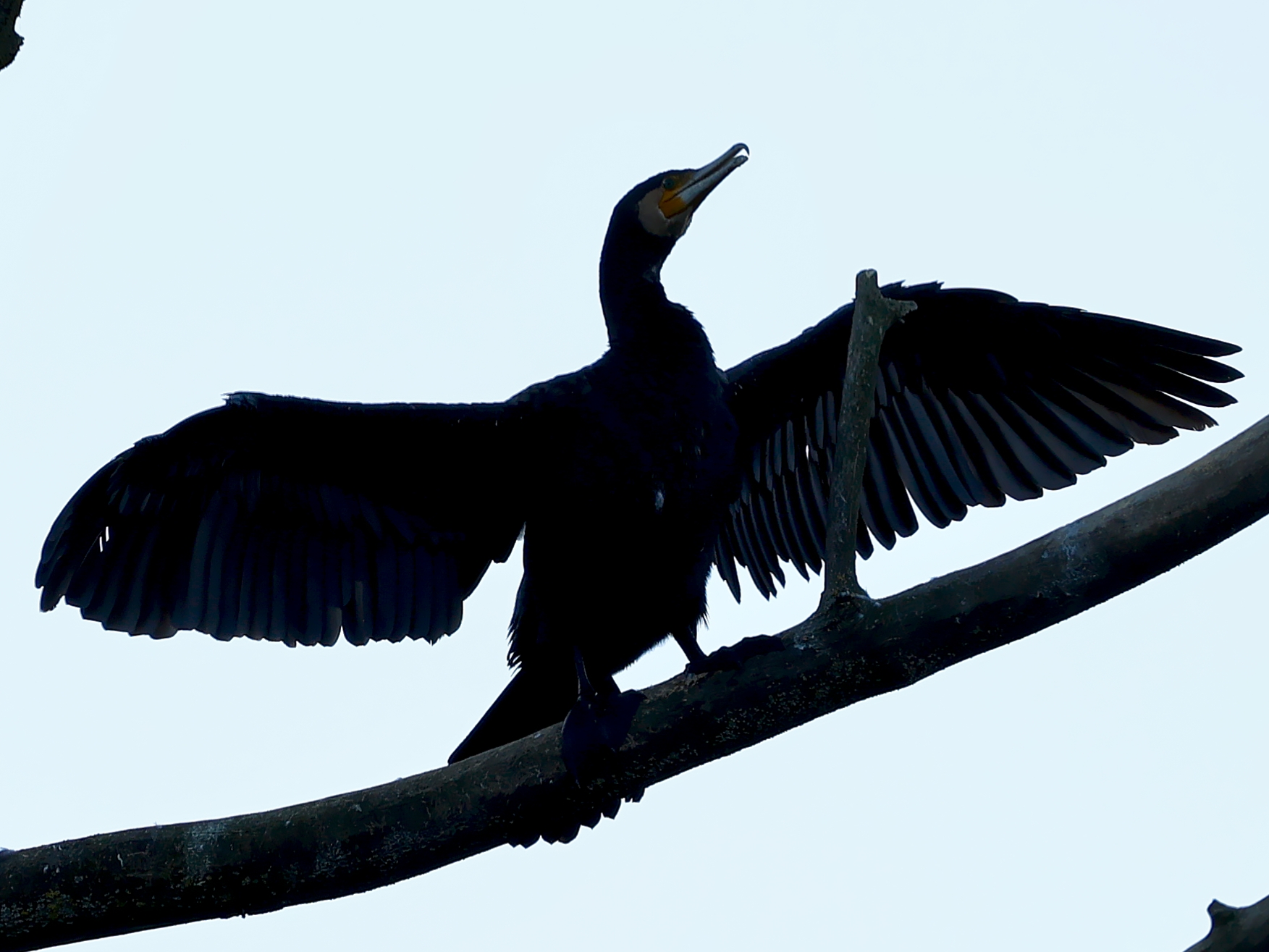 Cormorano in controluce