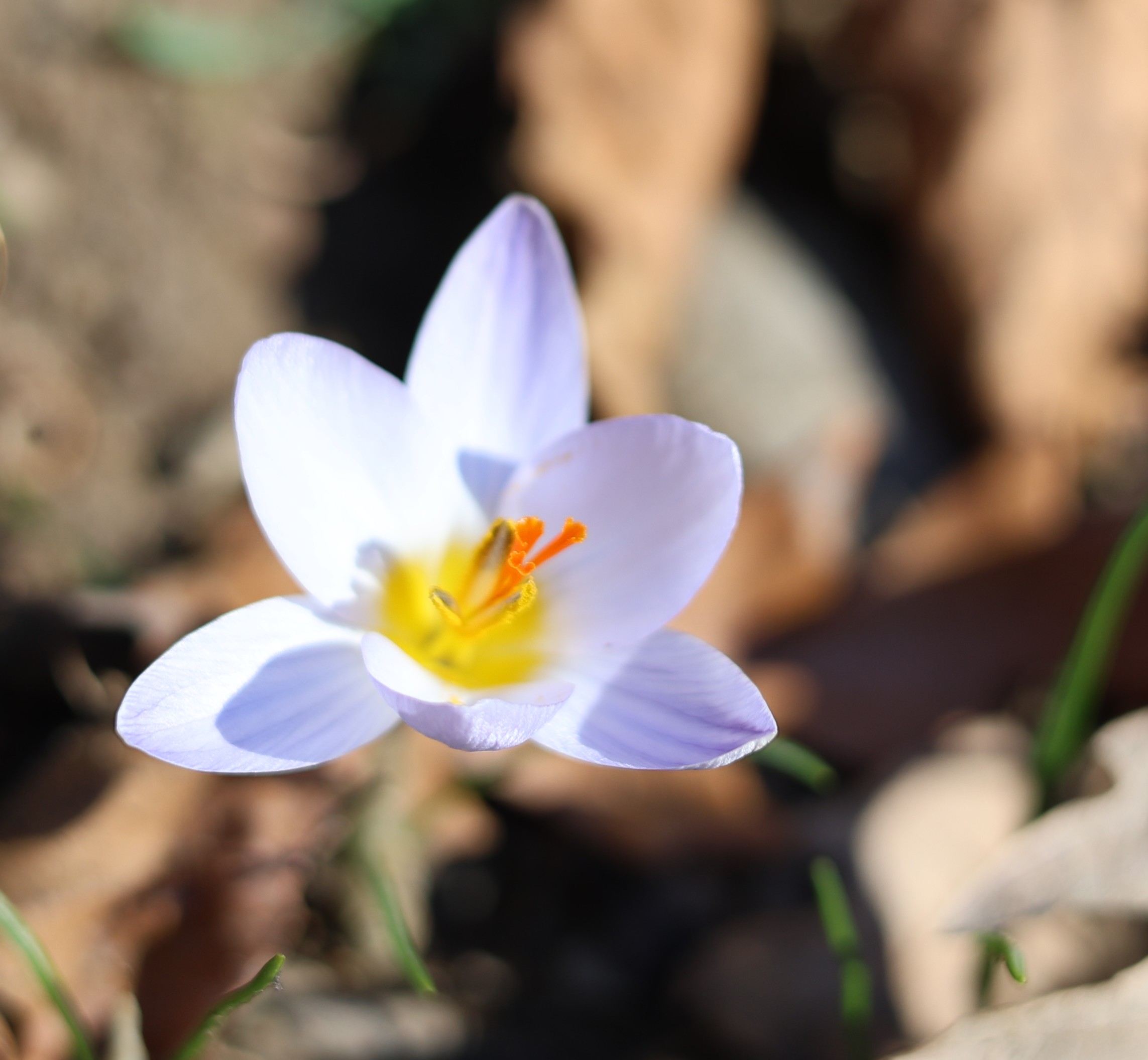 Crocus