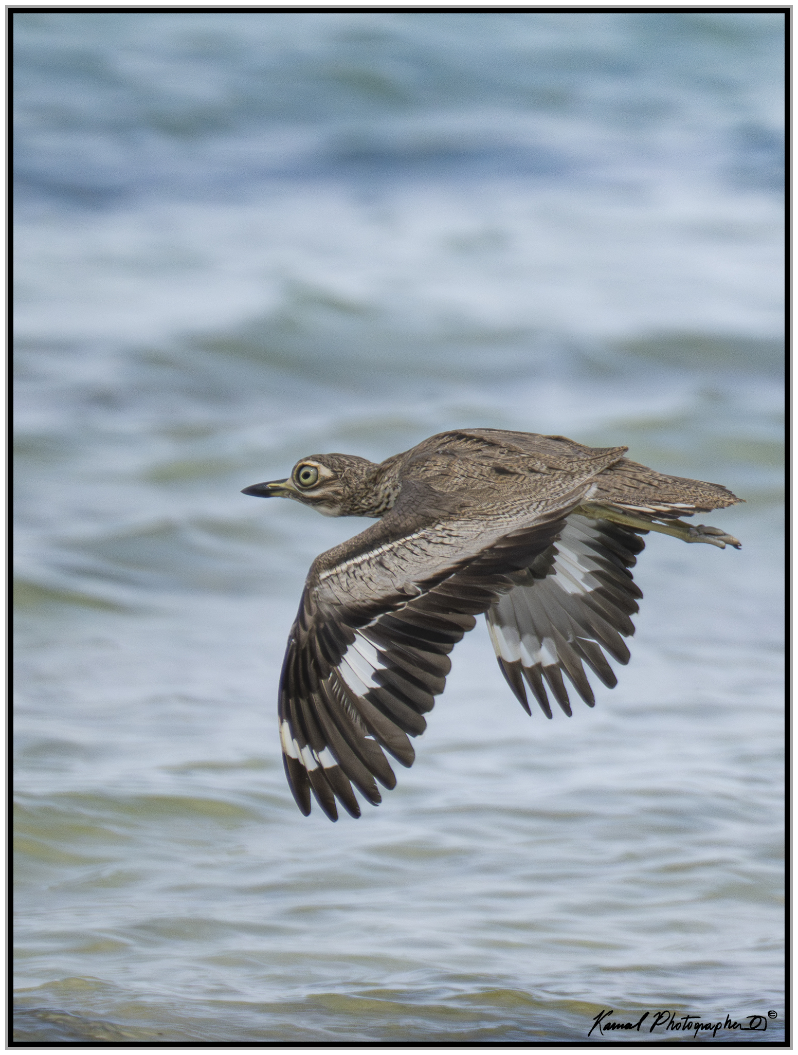 Dipper's curlew