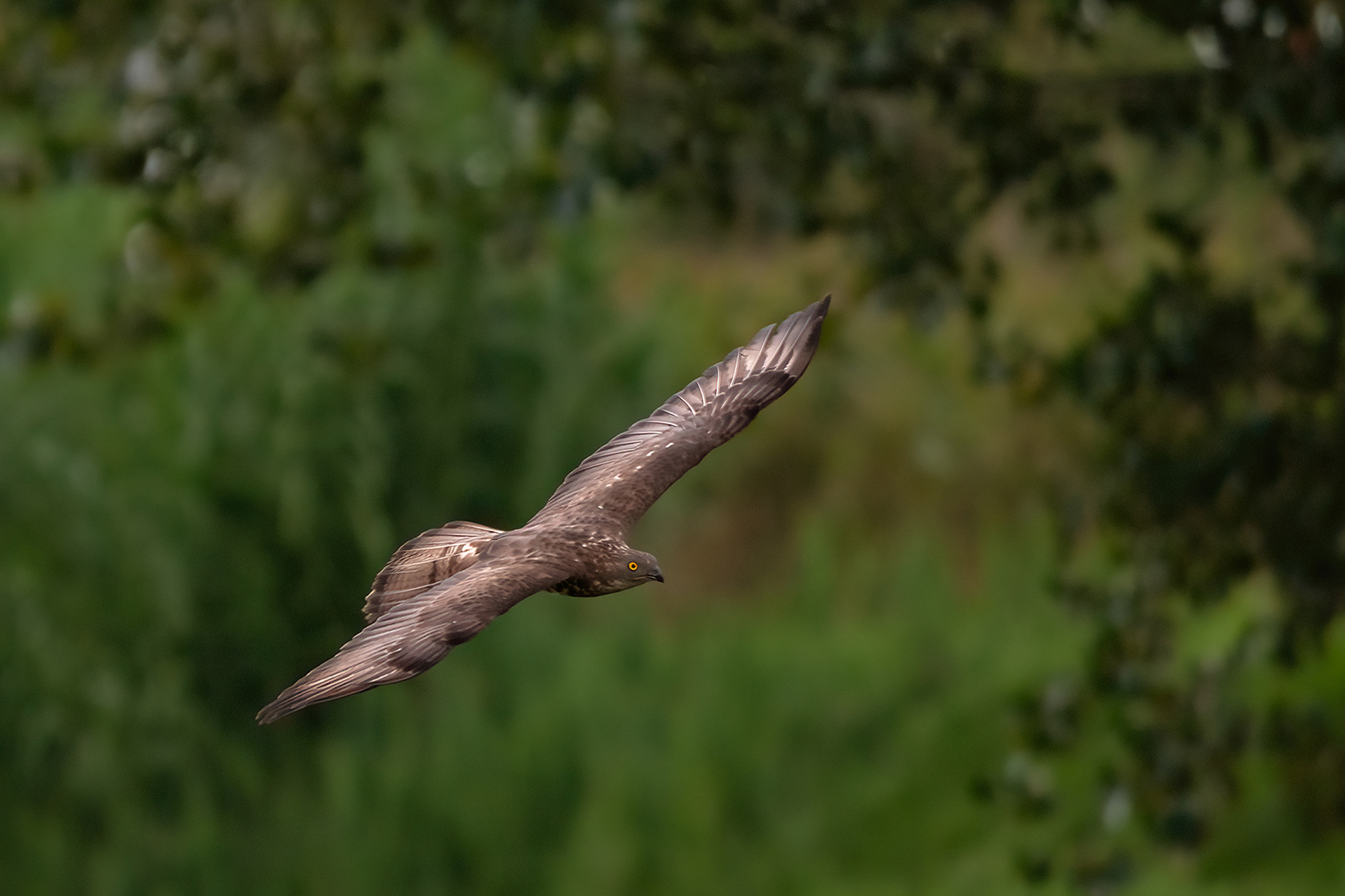 falco pecchiaiolo