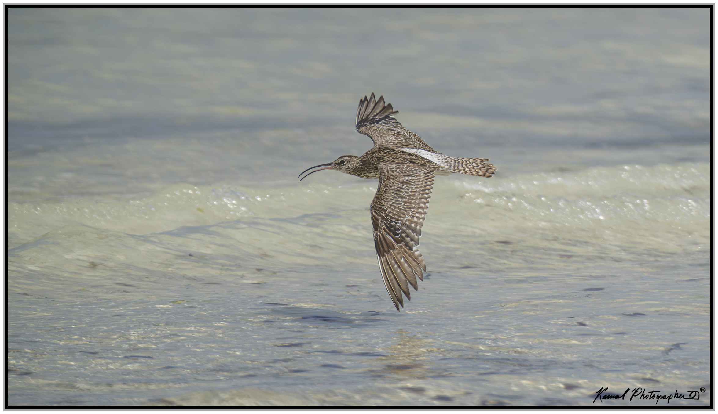 Lesser Curlew ( Numenius minutus)