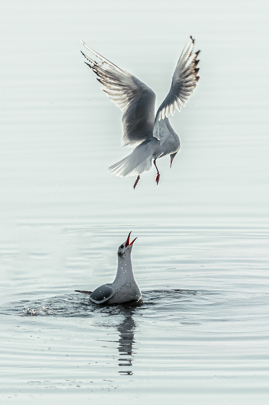 Bickering in Pusiano