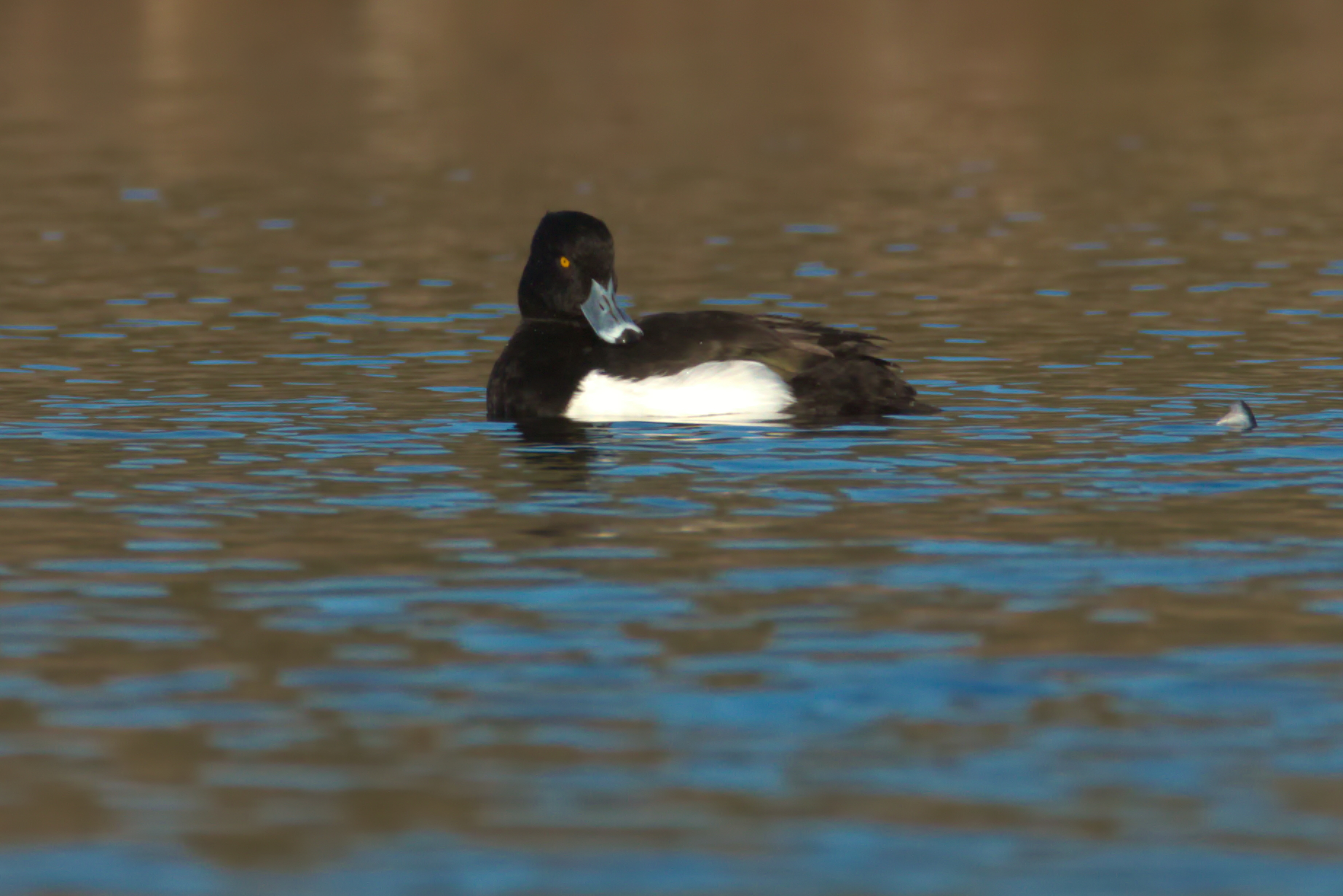Tufted duck