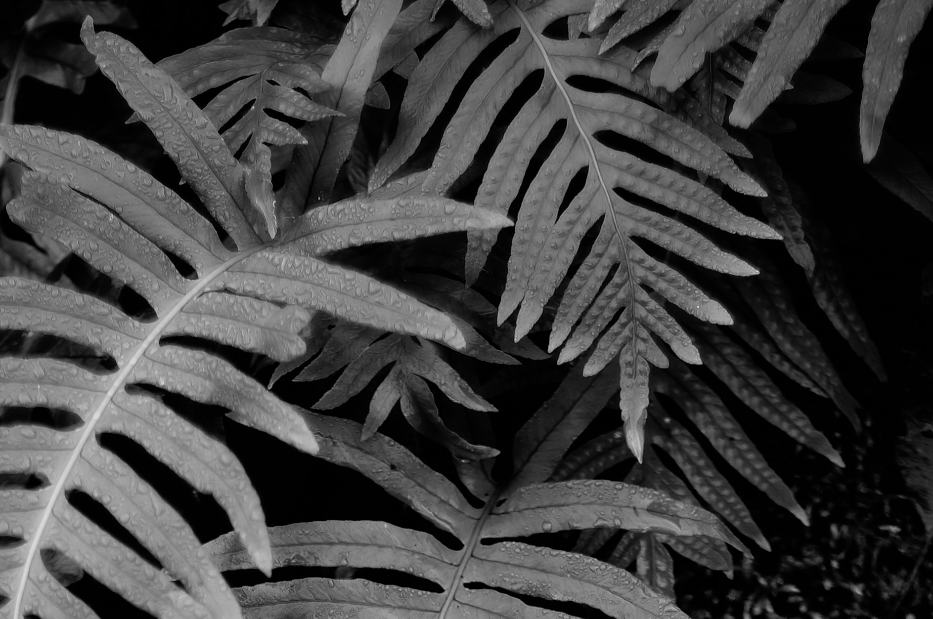 Ferns