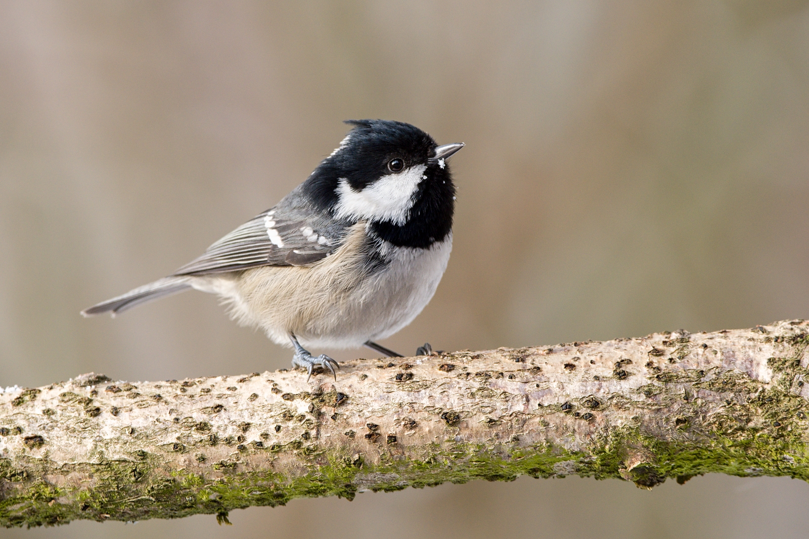 Parus ater