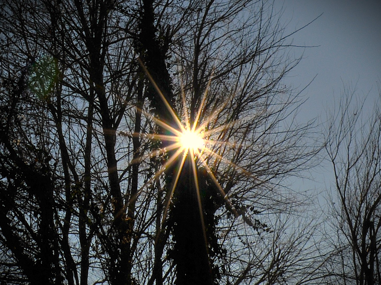 Sun in the trees