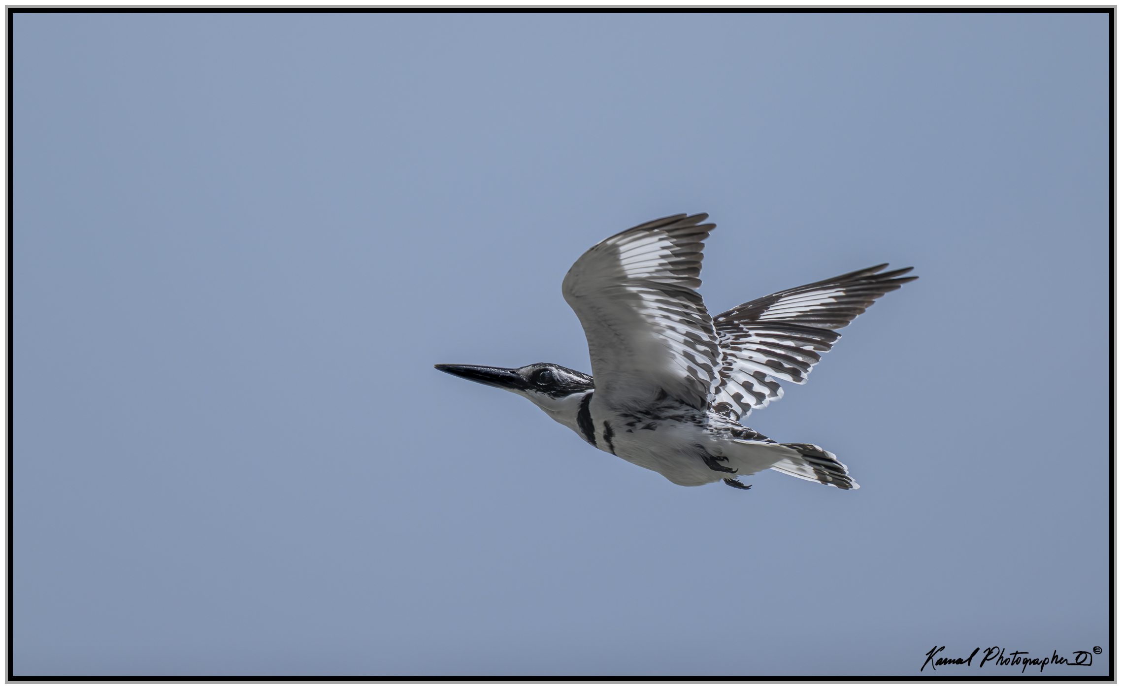 Pied kingfisher (Ceryle rudis)