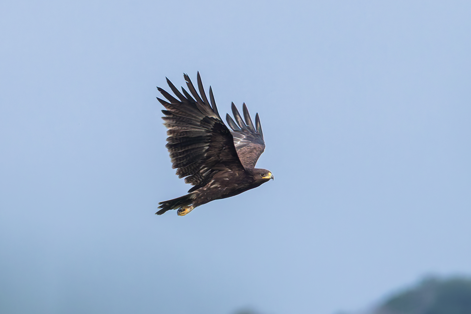 Ibrido di Aquila anatraia