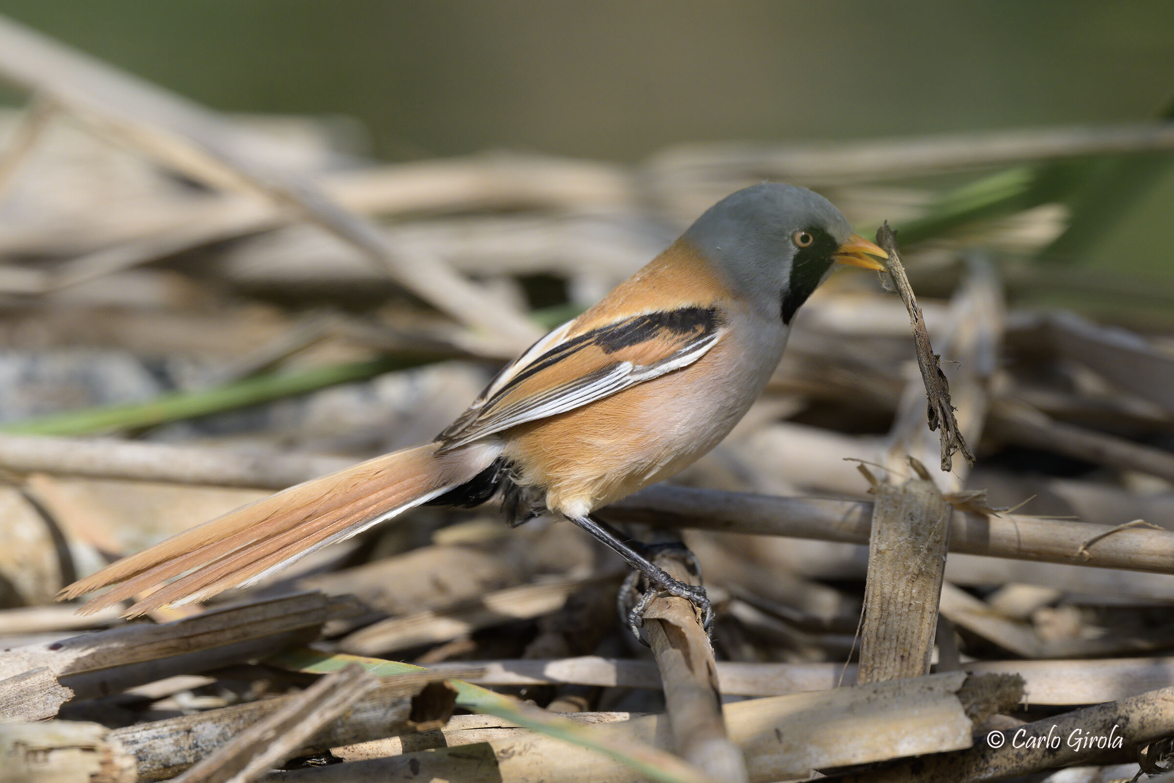 Bearded Stick (Panurus biarmicus)