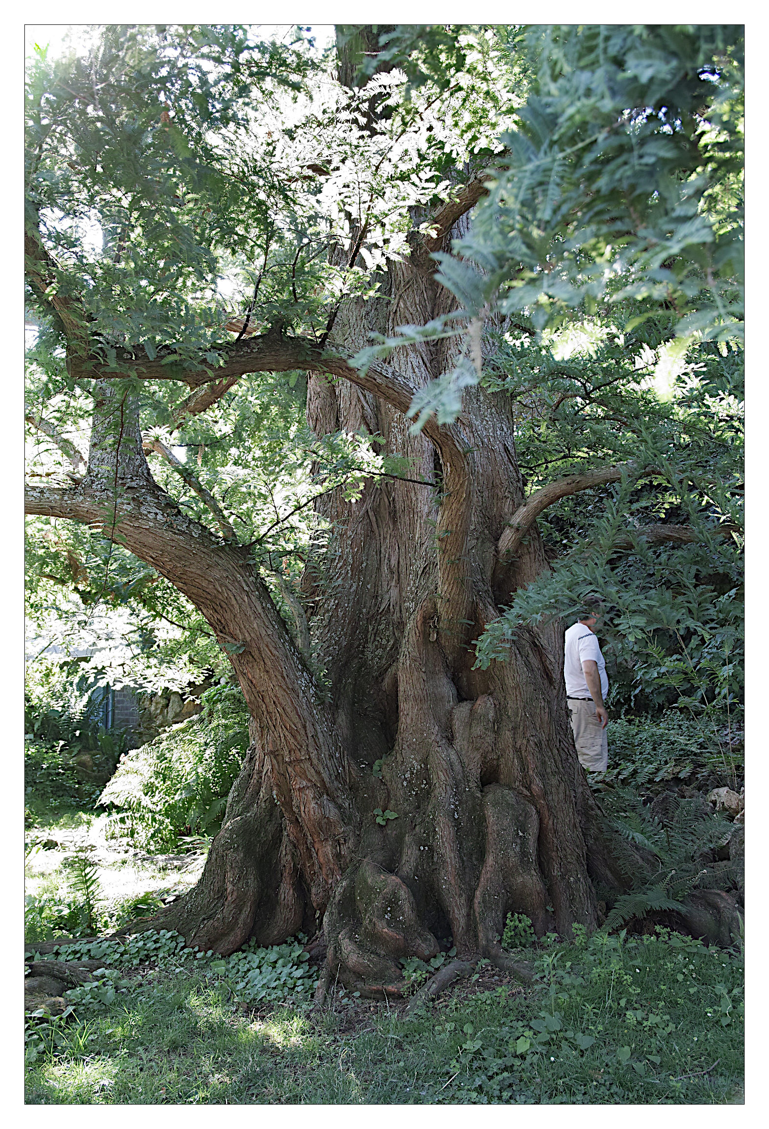 Metasequoia glyptostroboides