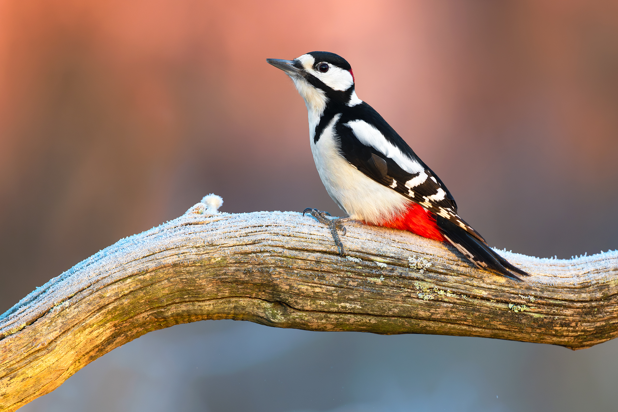 Great Spotted Woodpecker