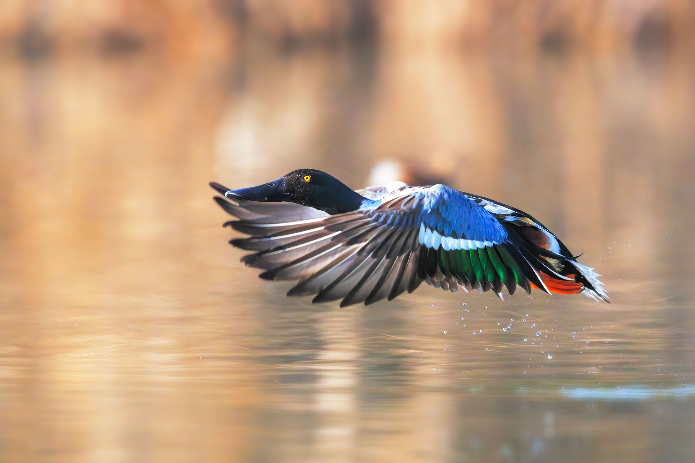 The flight