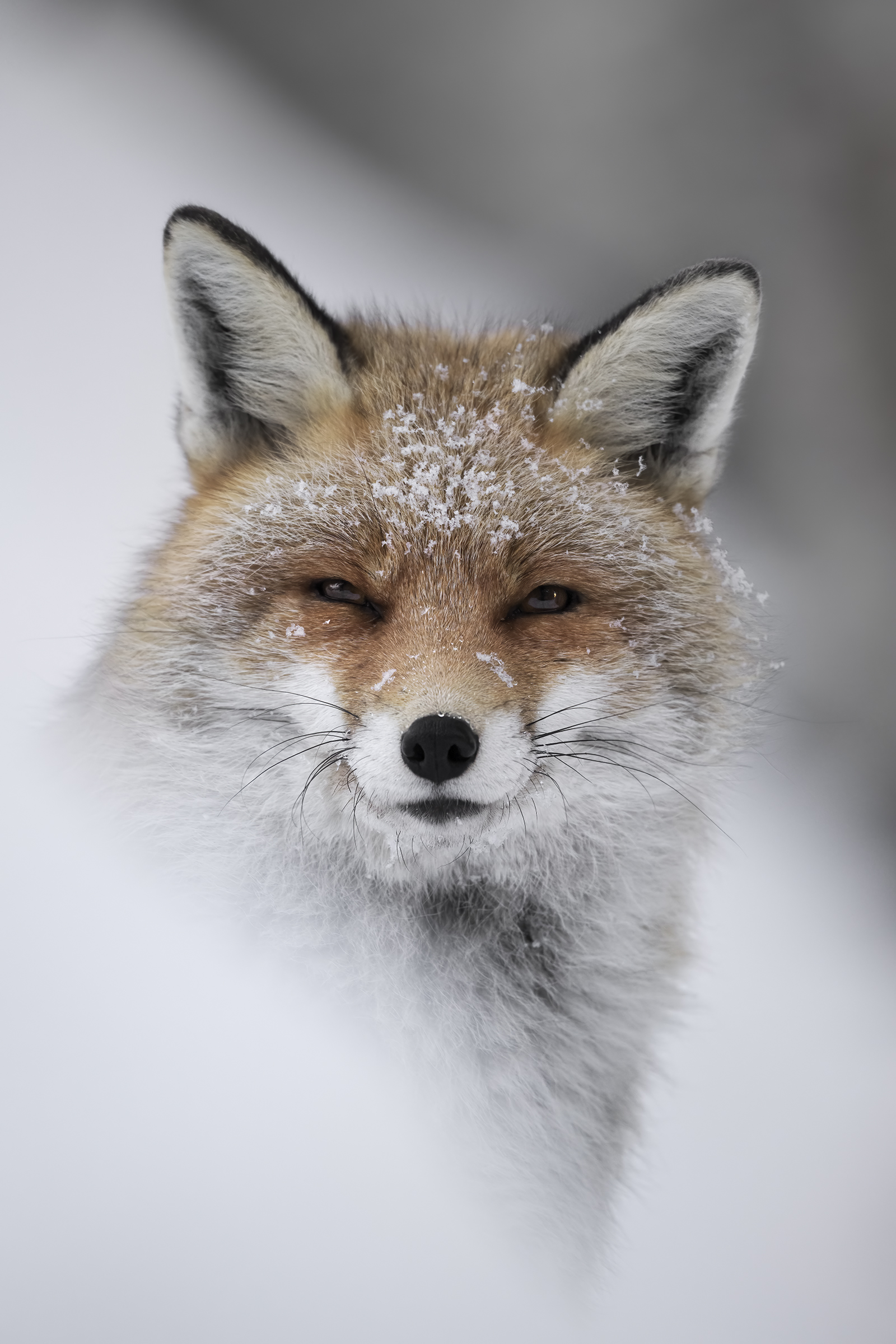 UnBellissimoRegalodiNatale