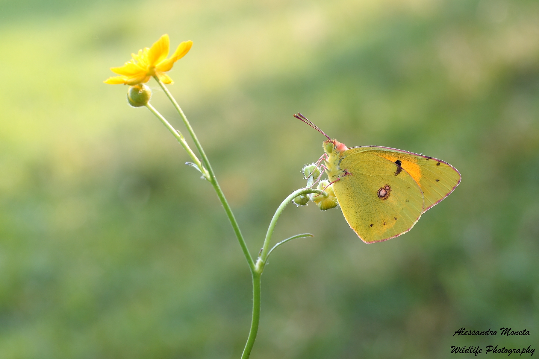Colias crocea