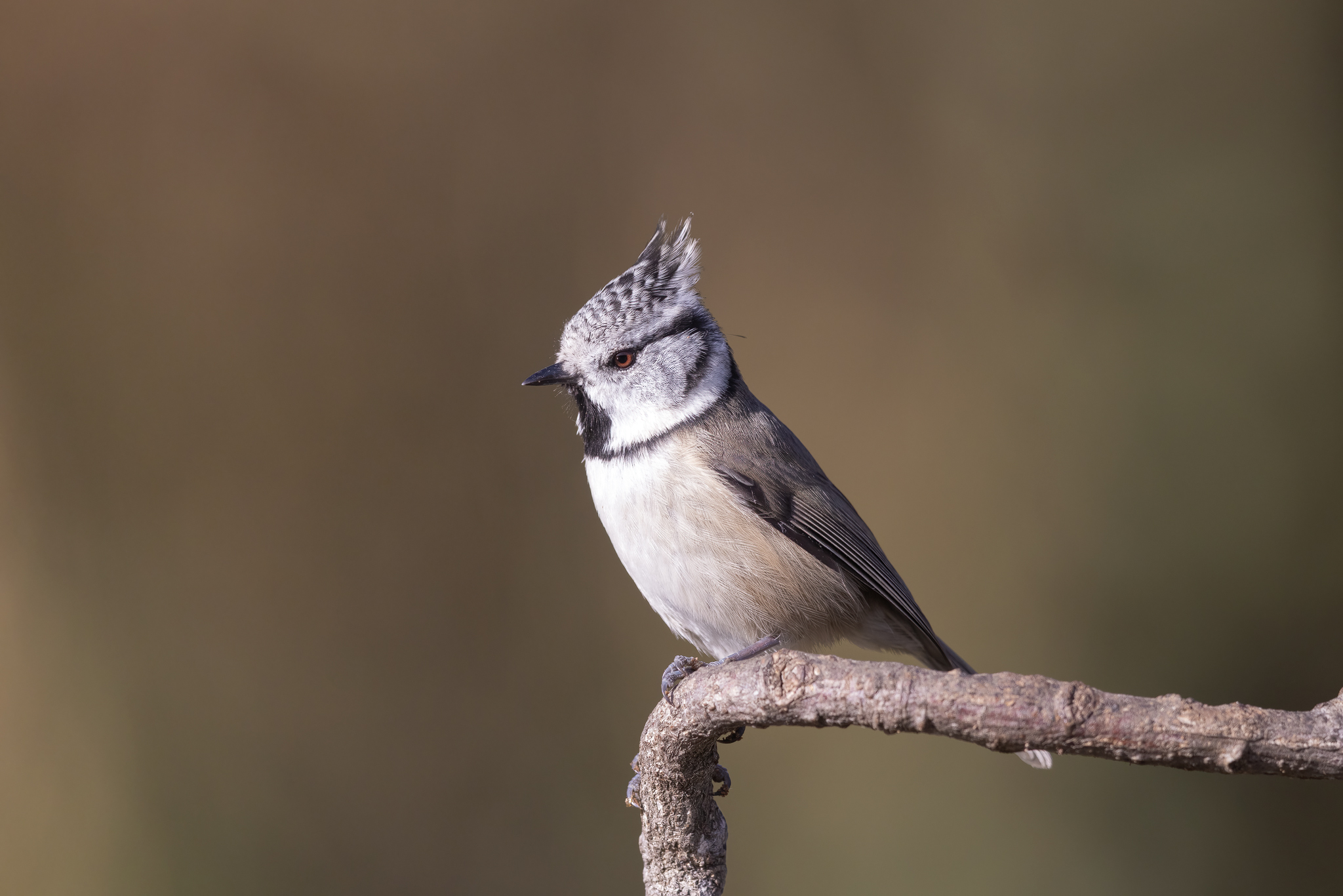 Tufted