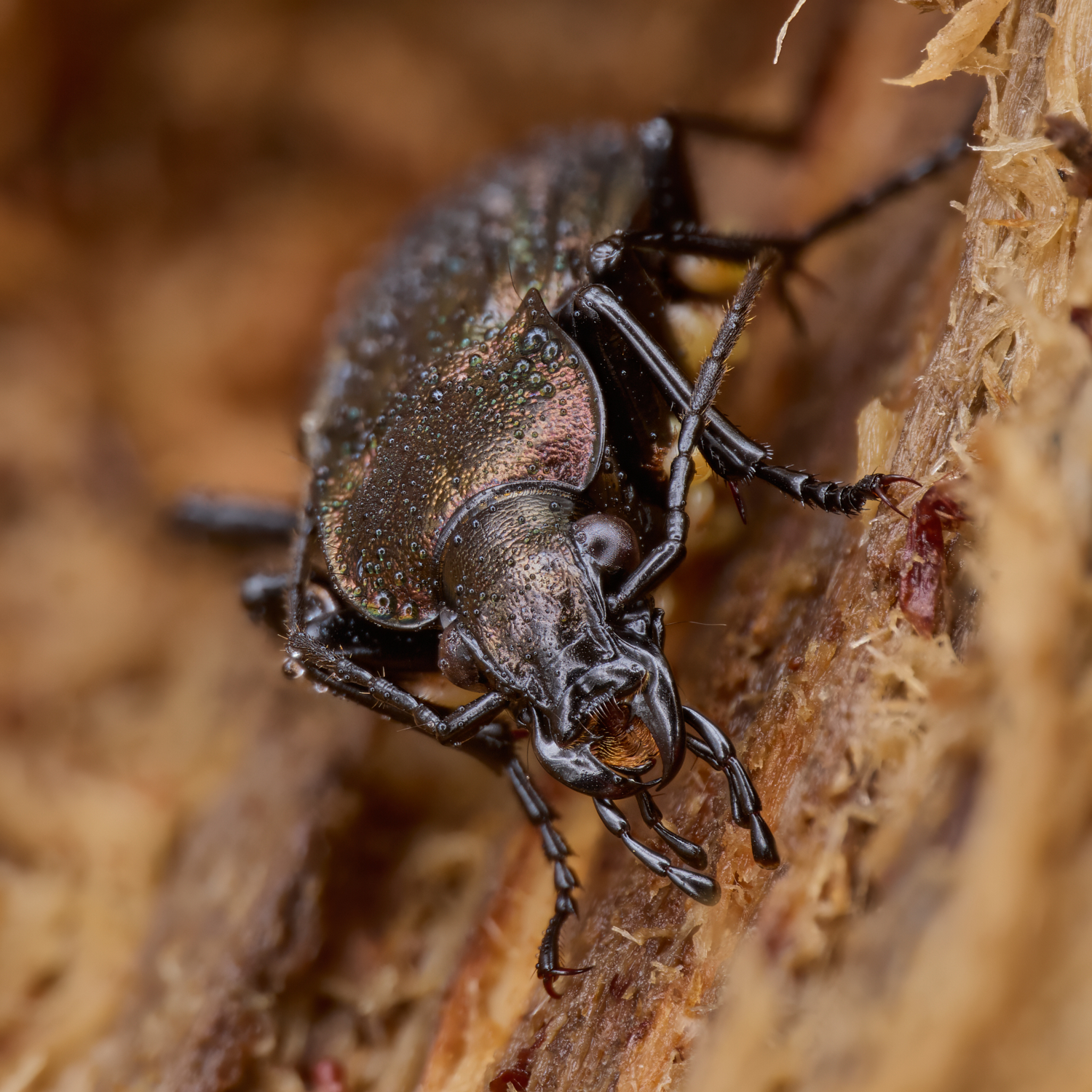 Carabus granulatus