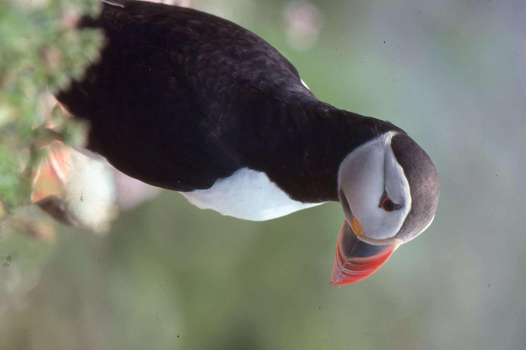 Puffin