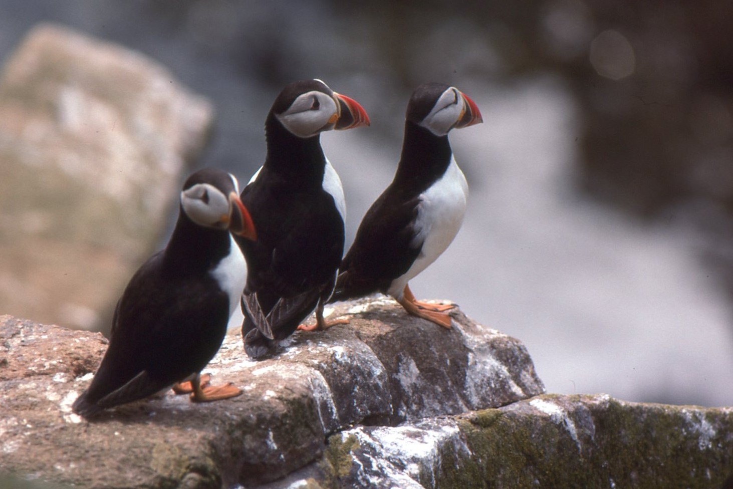 Puffin