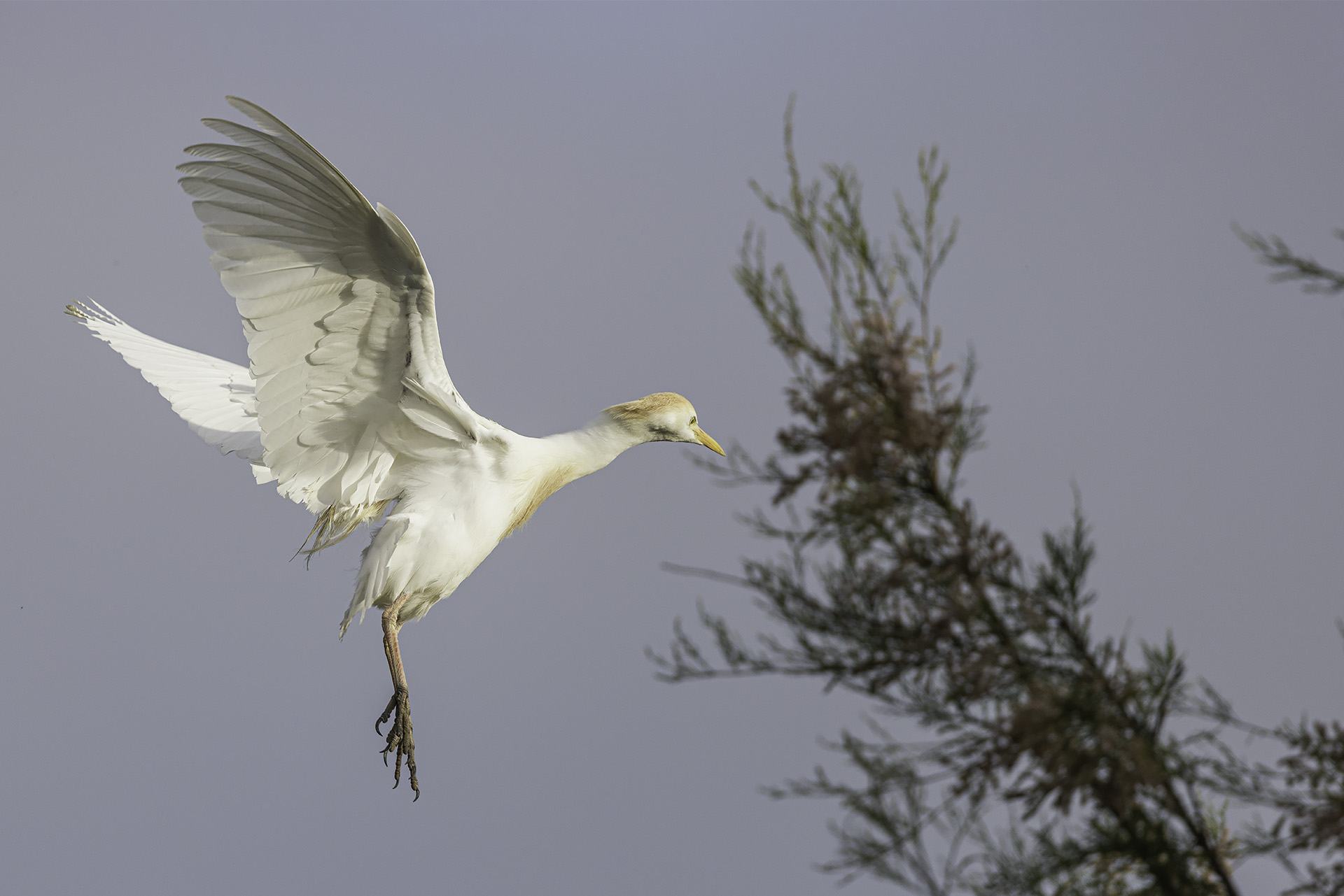 Cattle Egret