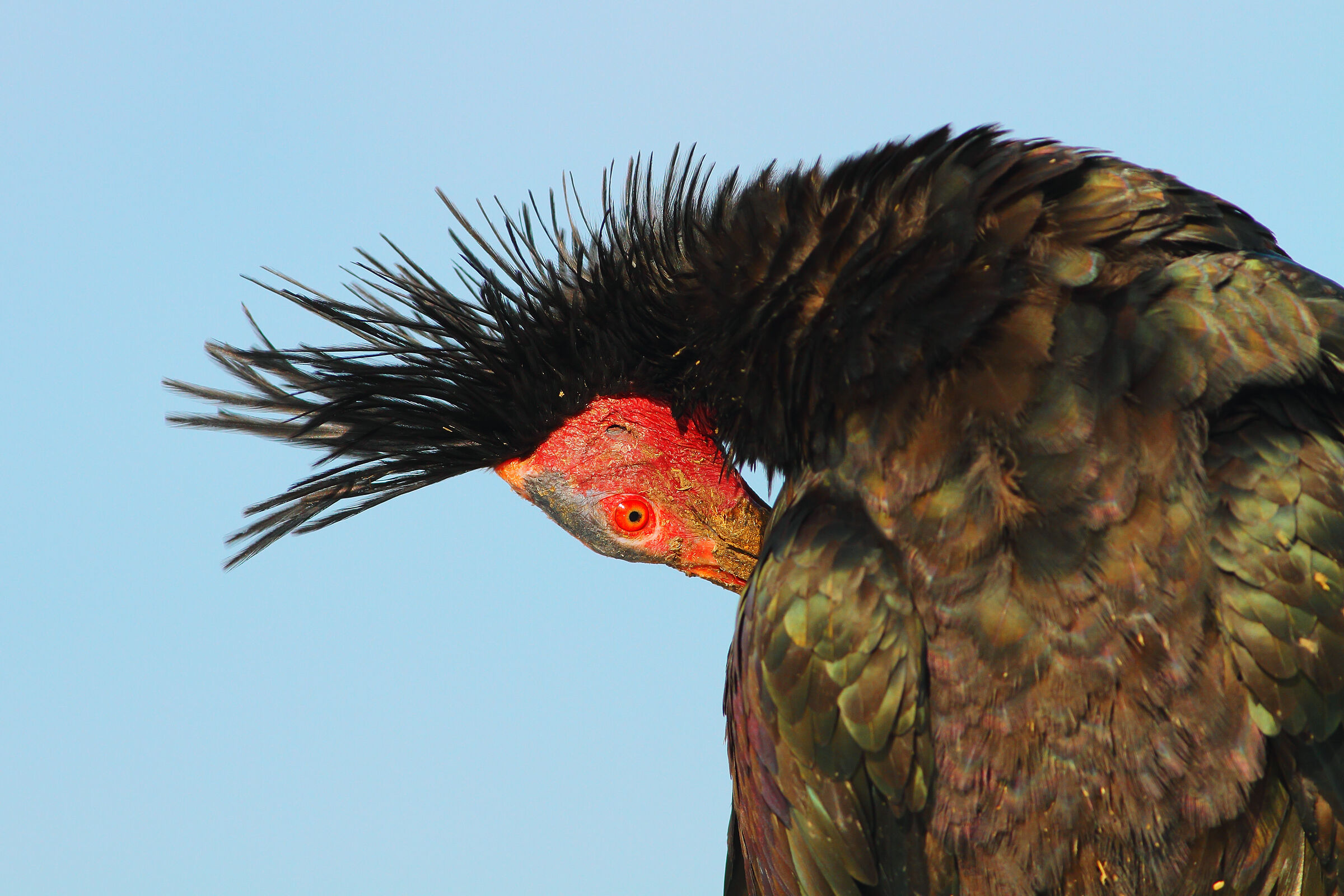 Ibis eremita.