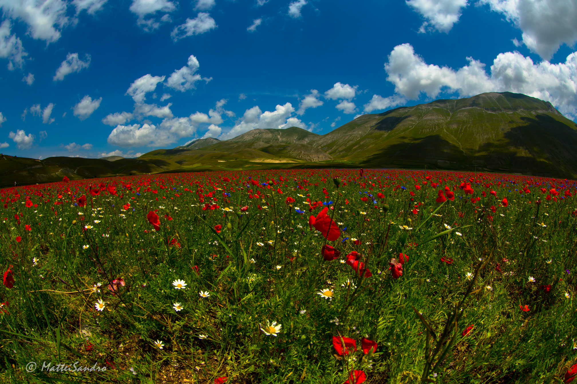 Castelluccio 2013