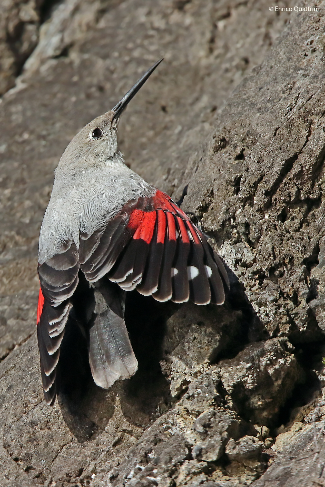 Wallcreeper