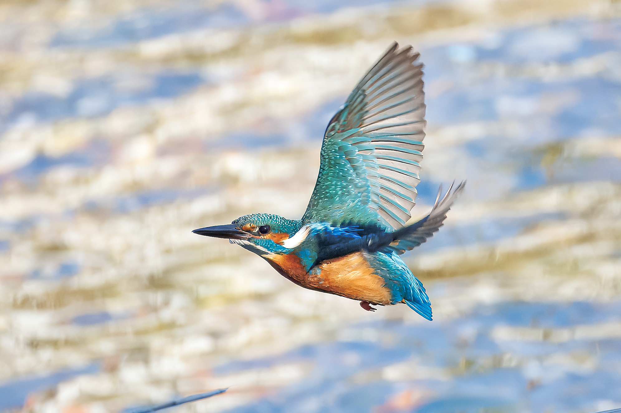 Martin Pescatore in volo