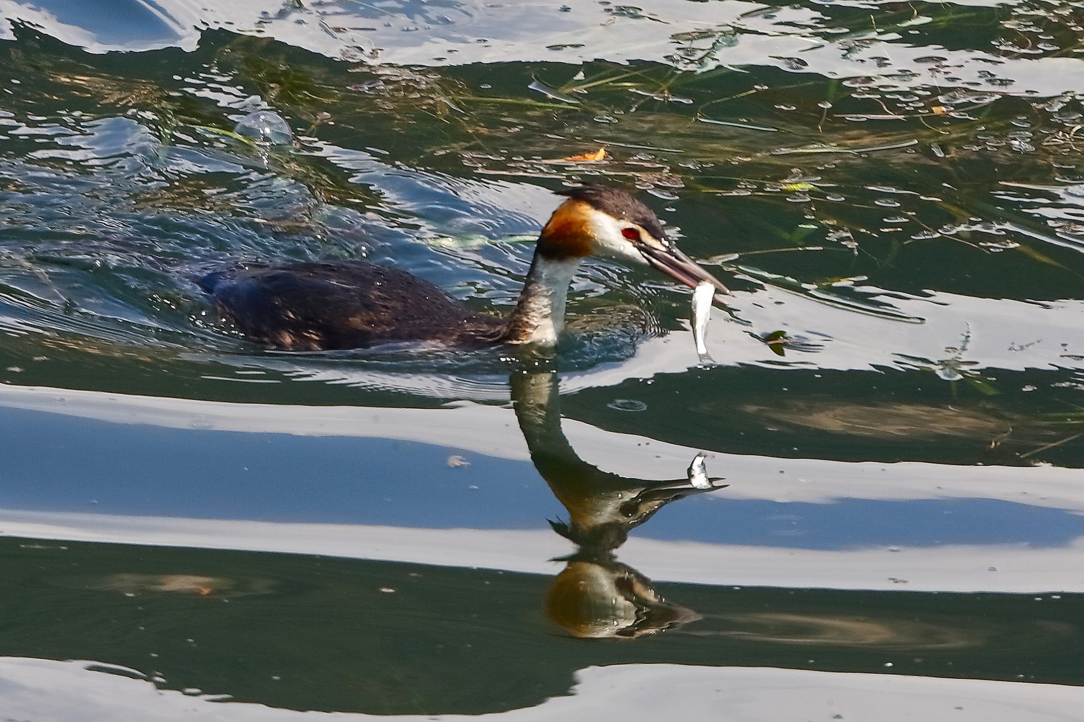 Svasso 07 agosto 2025 - 0126