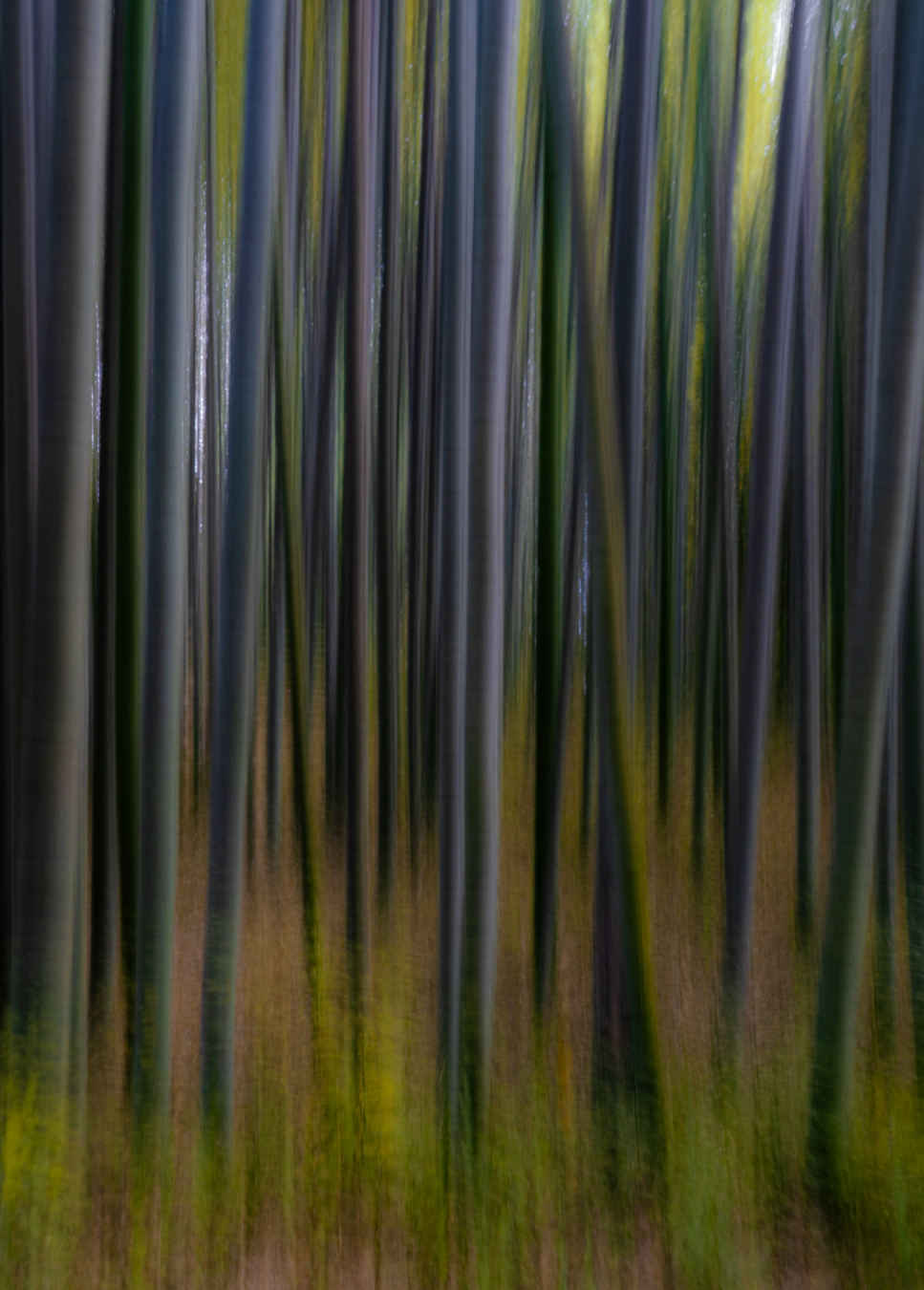 Bamboo
