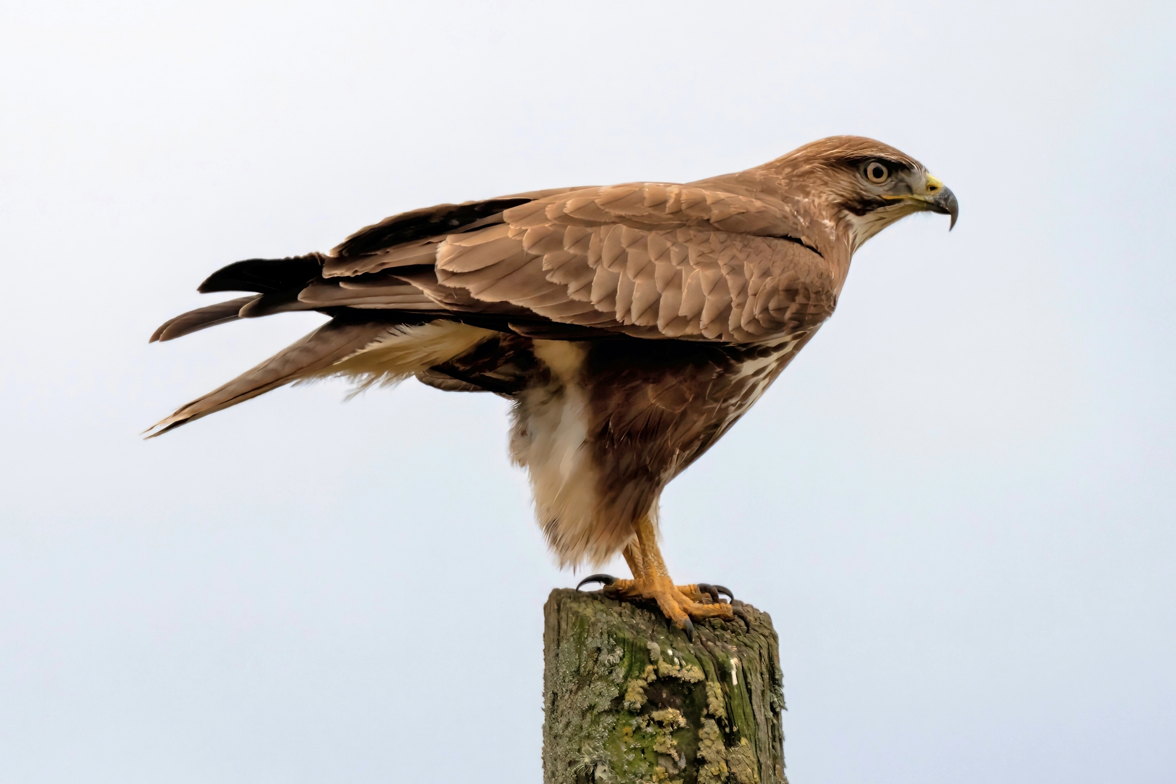 Buzzard (Buteo buteo)