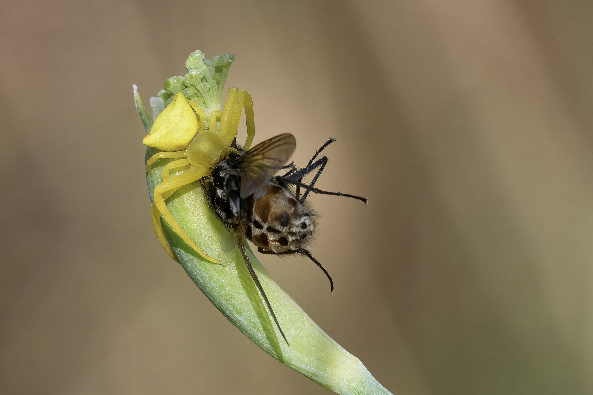 Thomisus onustus