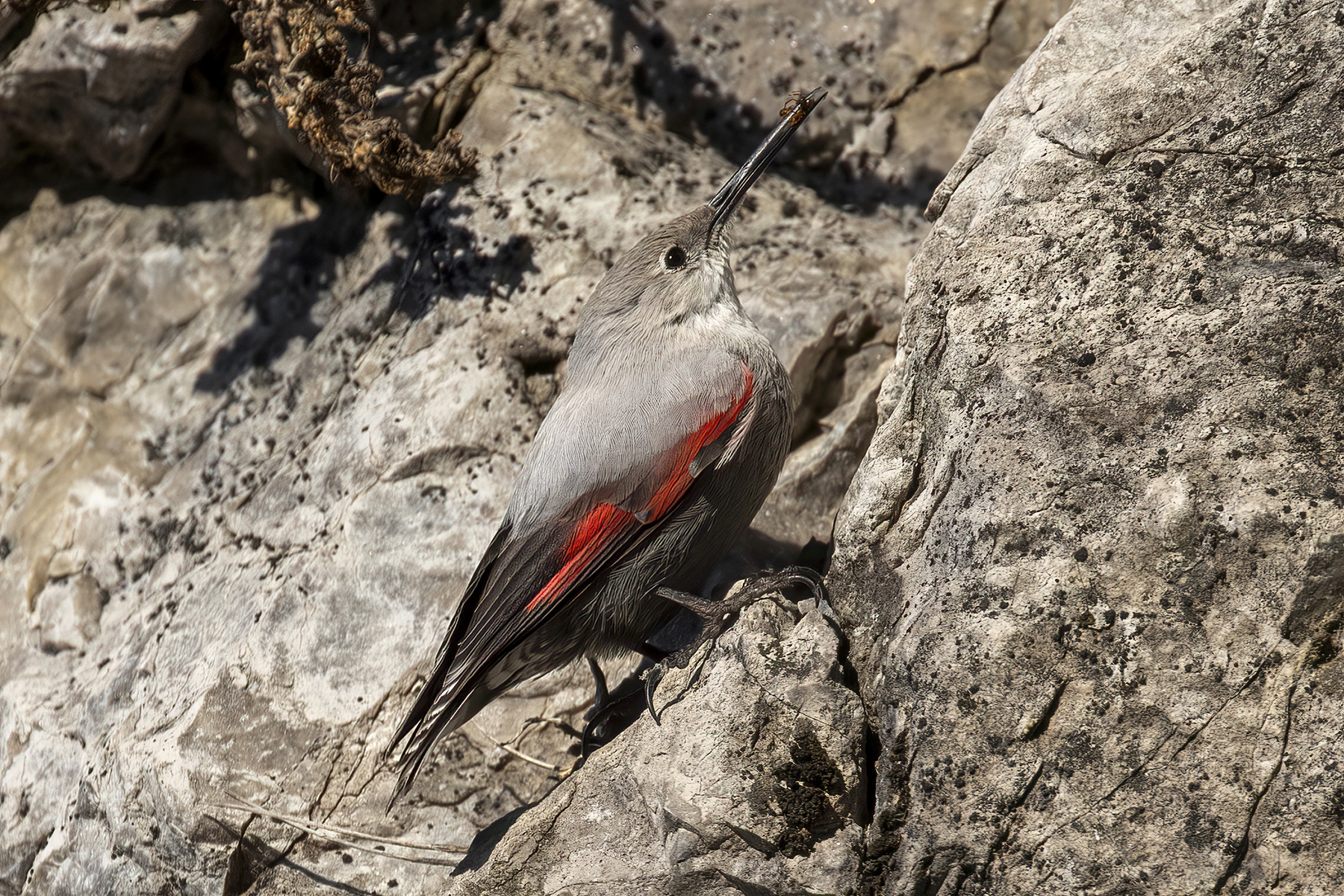 oggi formica a colazione...