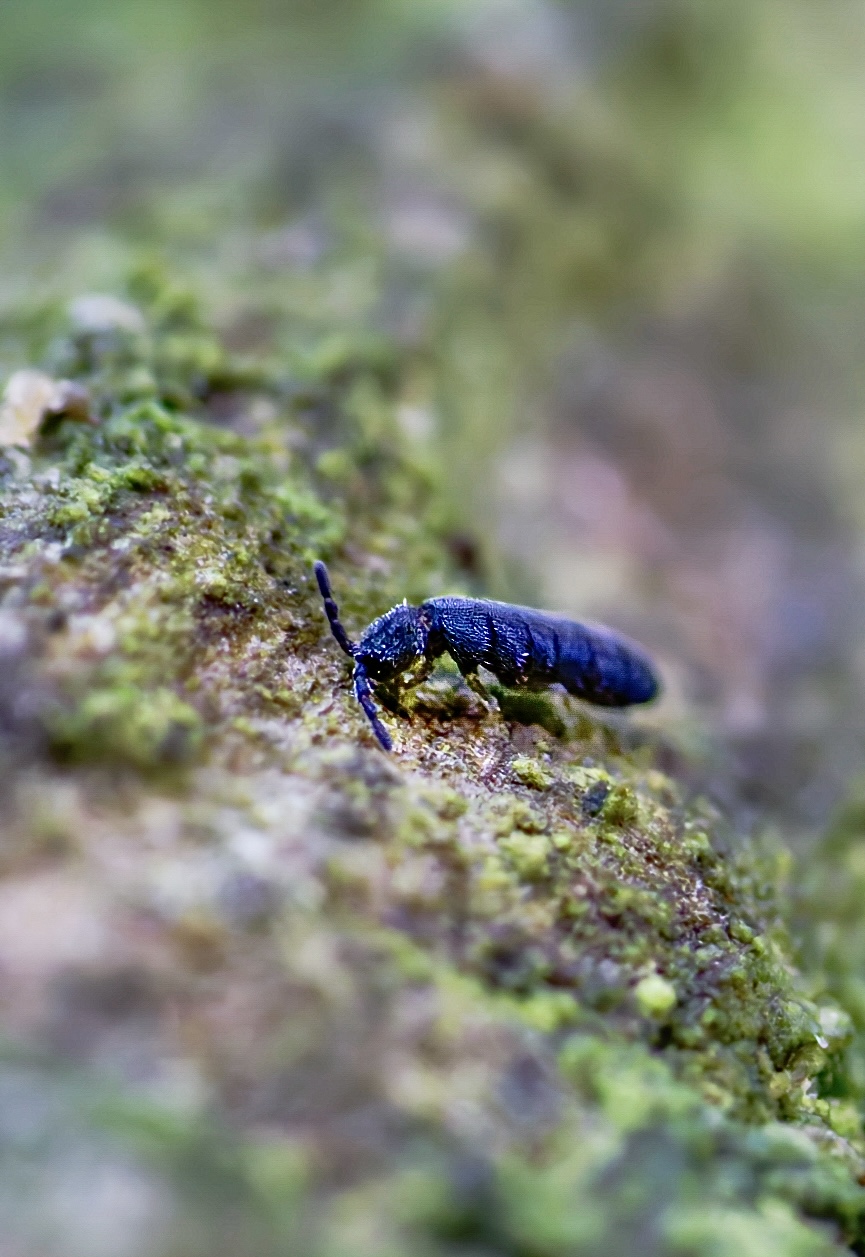 Crop on springtails
