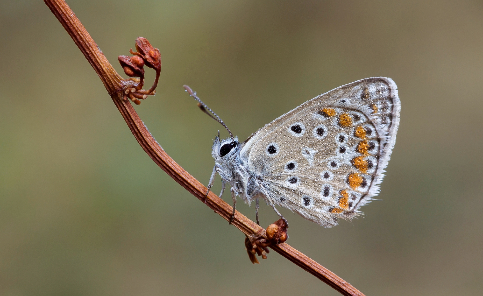 la mia prima licenide...
