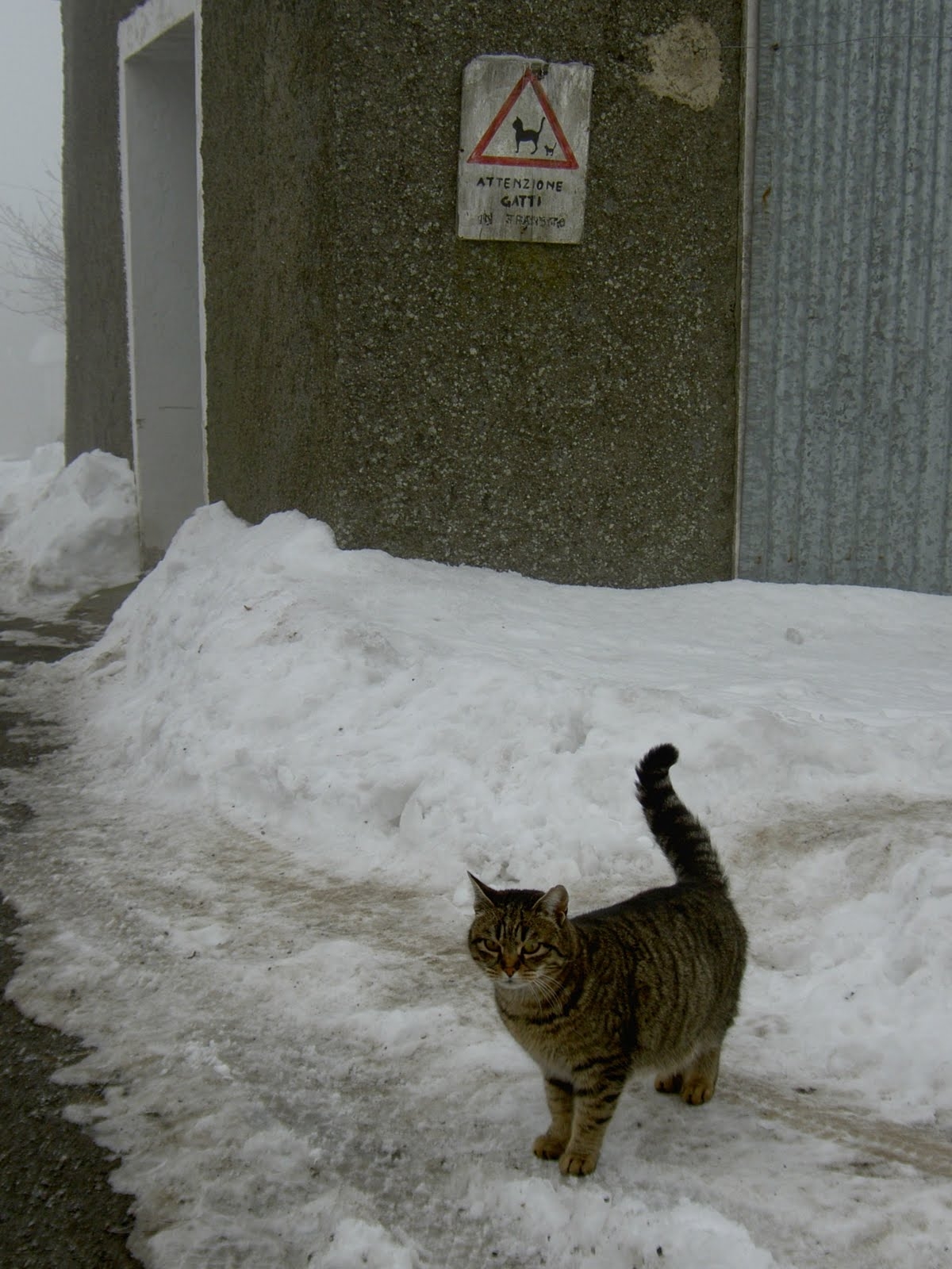Gatti in transito