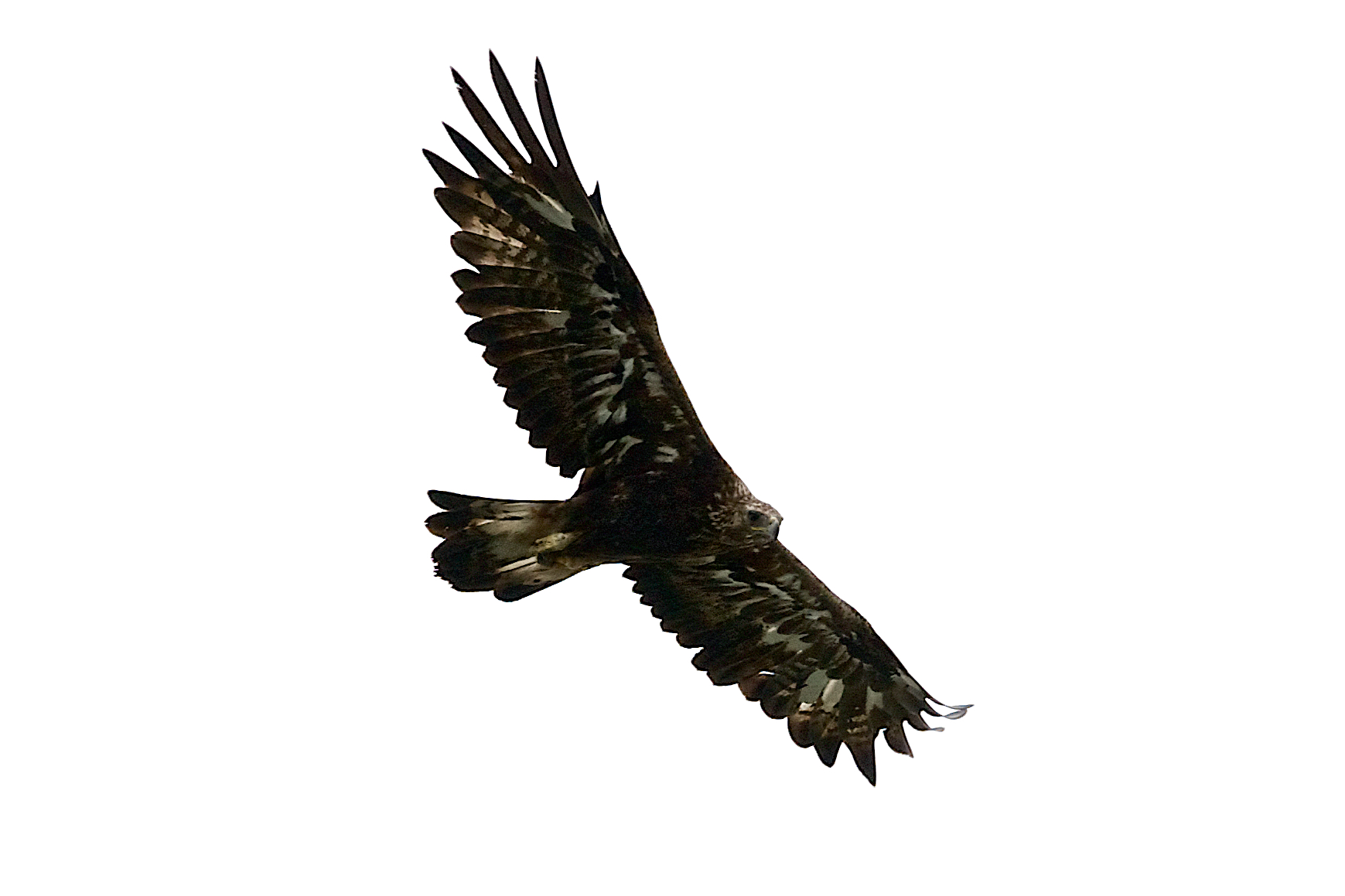 Aquila reale
