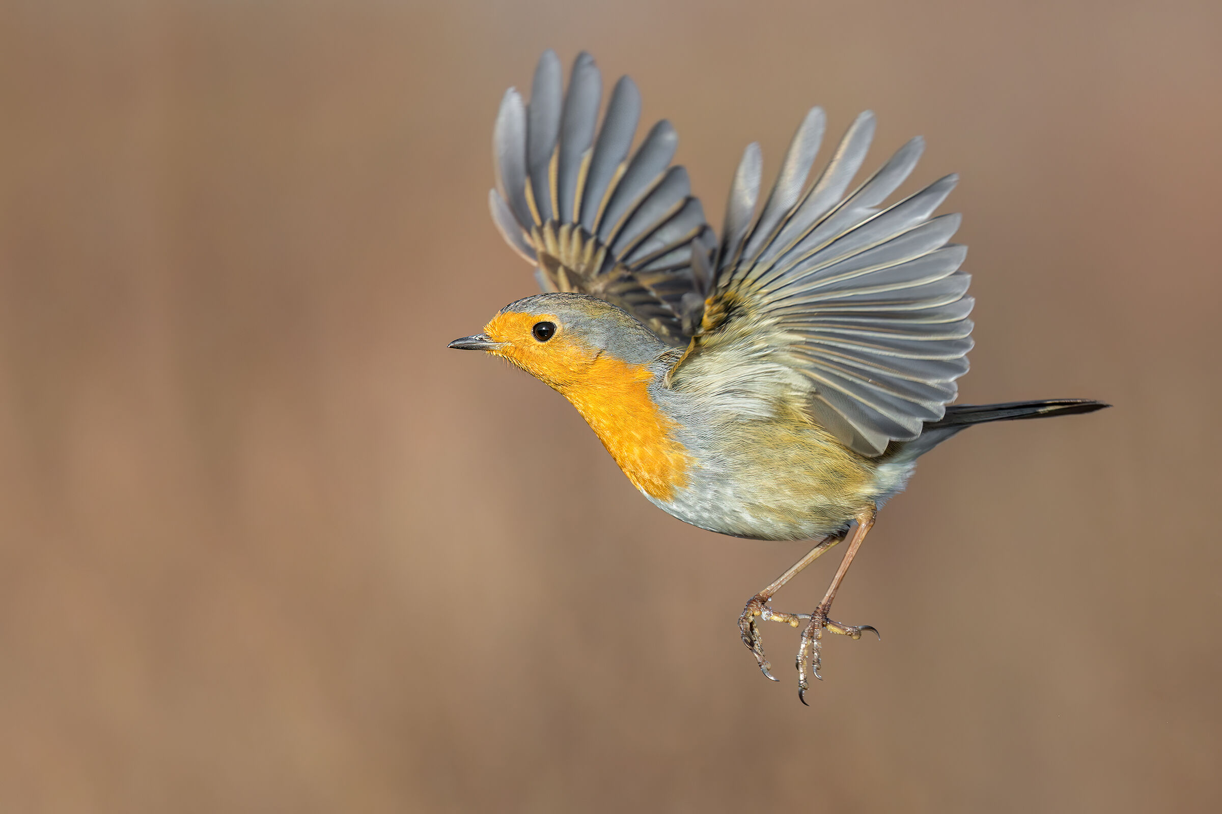 Robin