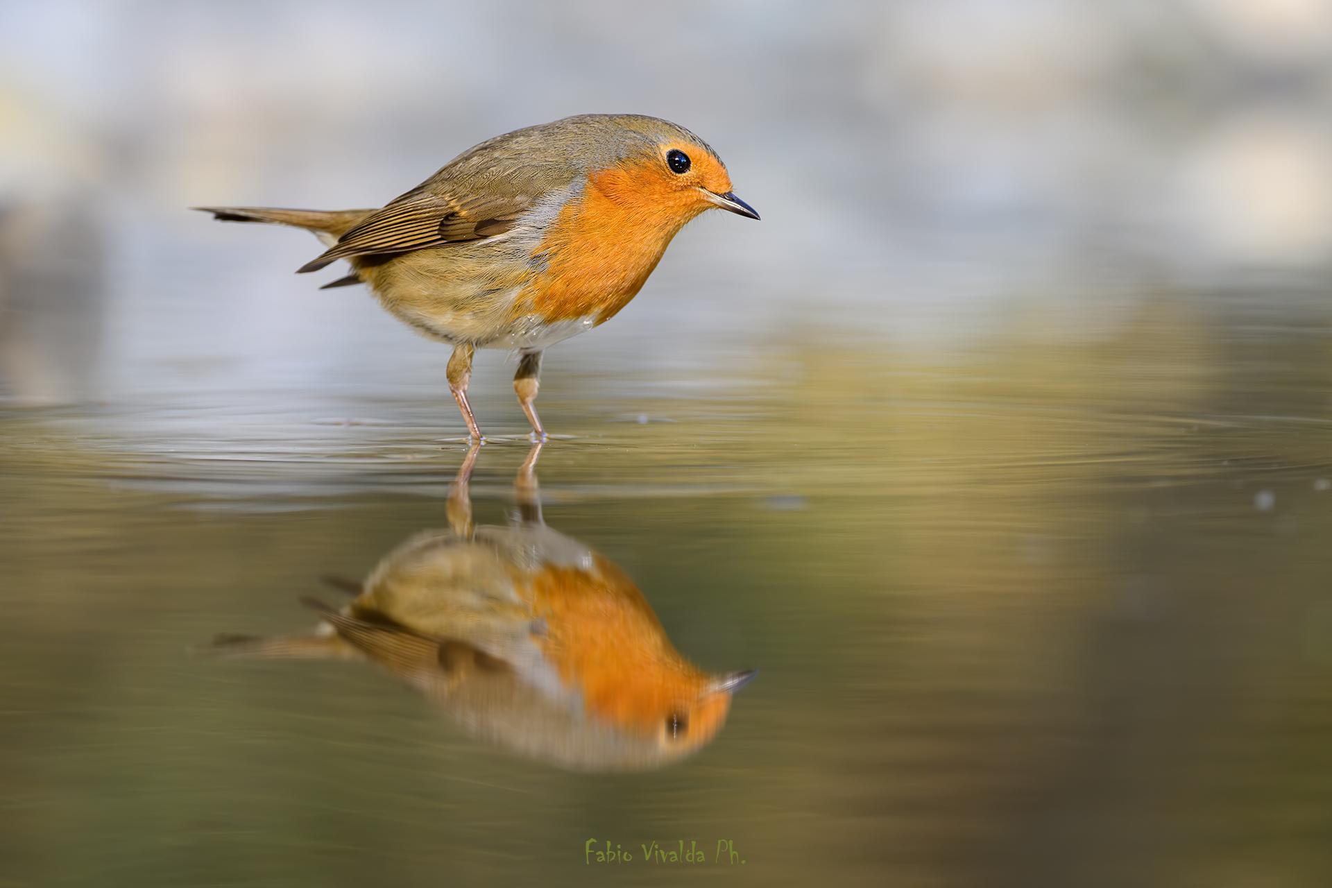 Il riflesso del pettirosso