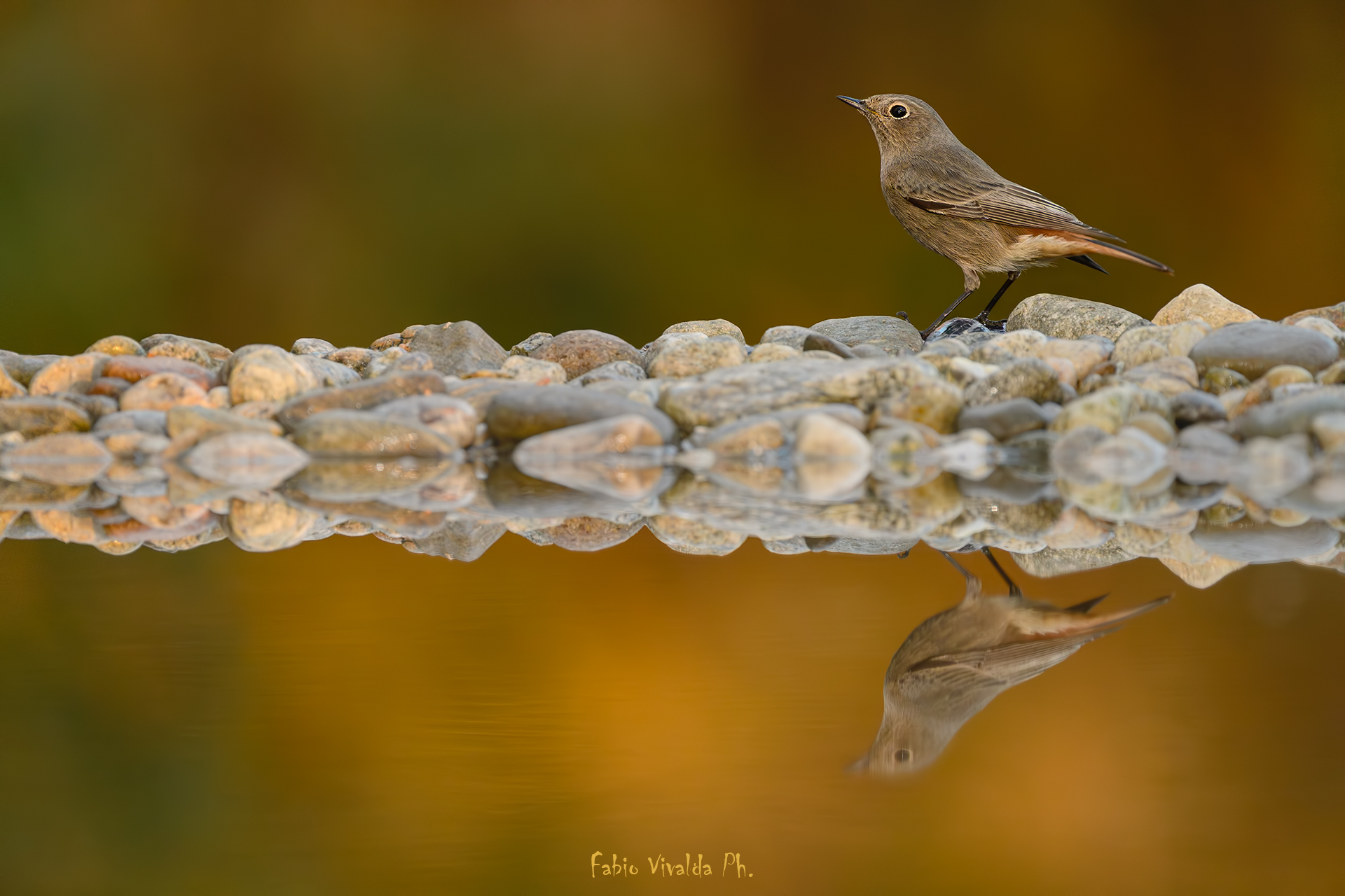First lights for the chimney sweep redstart