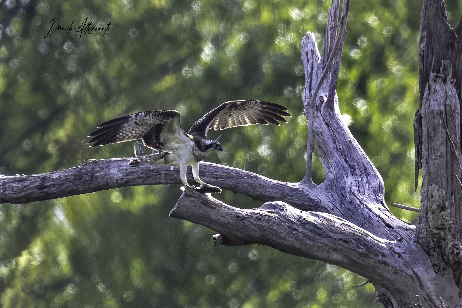 Osprey