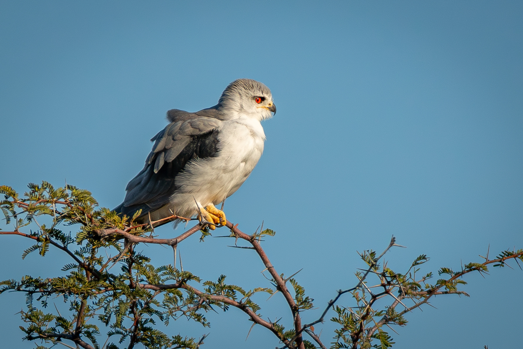 White Kite (Elanus caeruleus)
