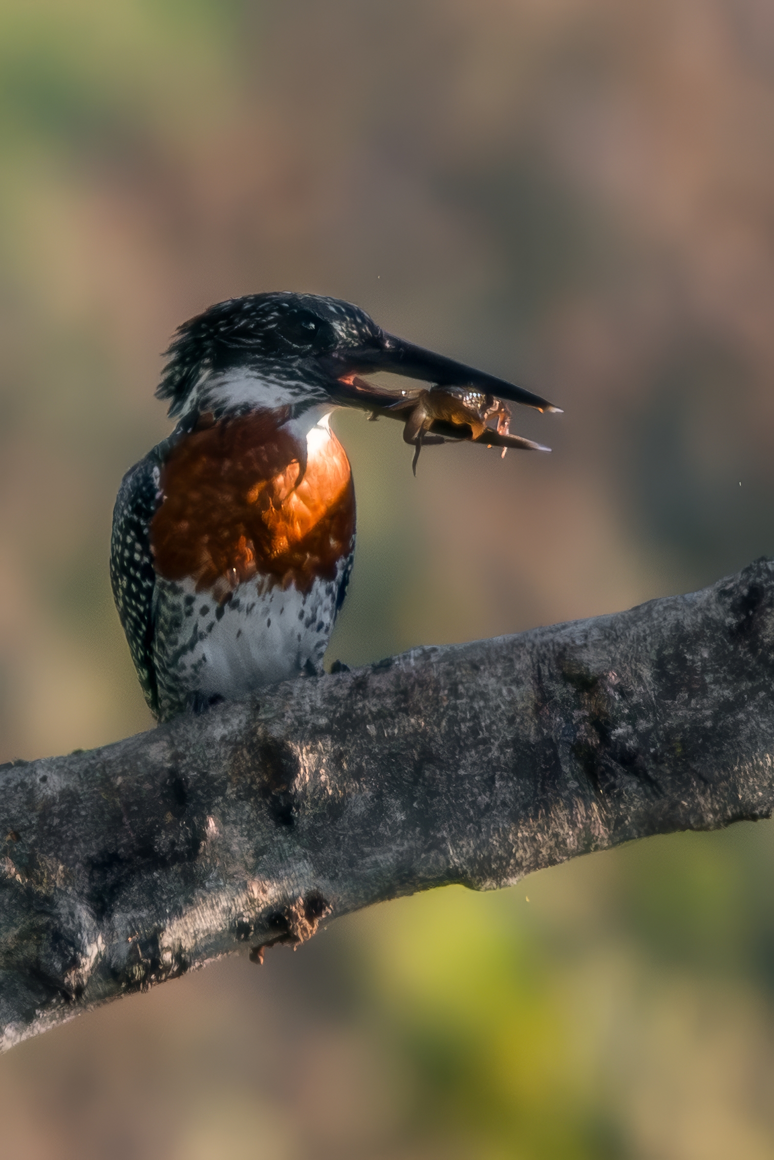 Giant Kingfisher (Megaceryle maxima)