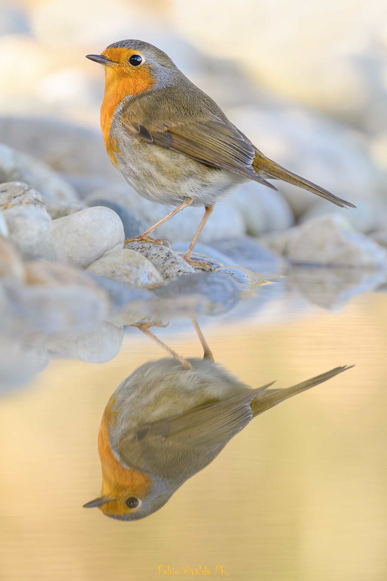 La specchiata del pettirosso