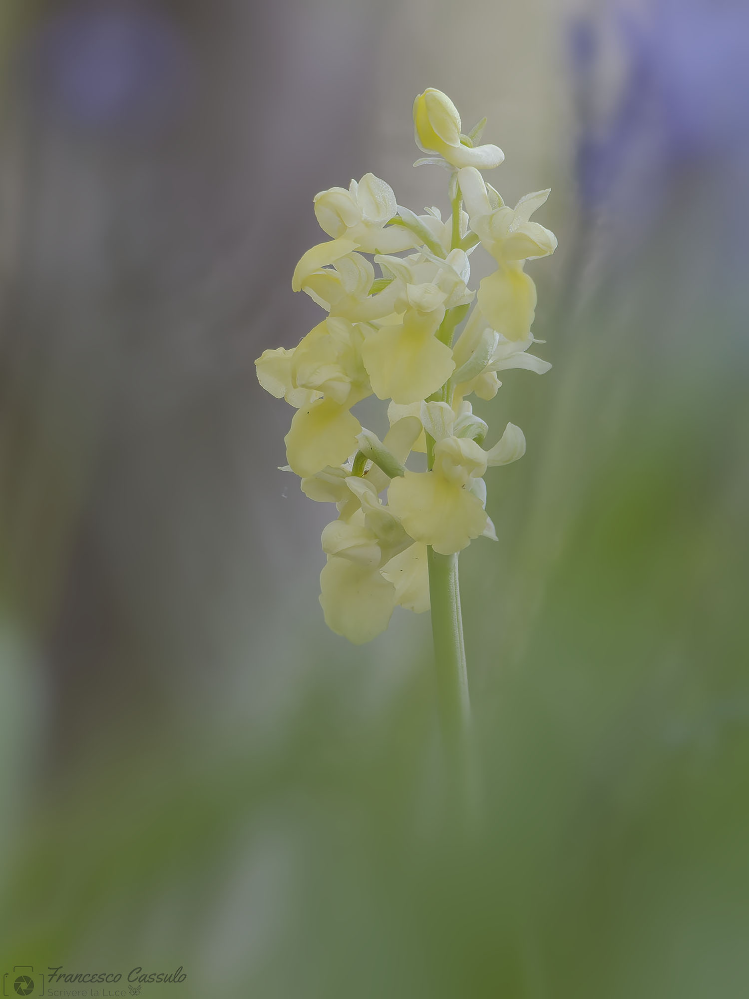 Orchis pallens